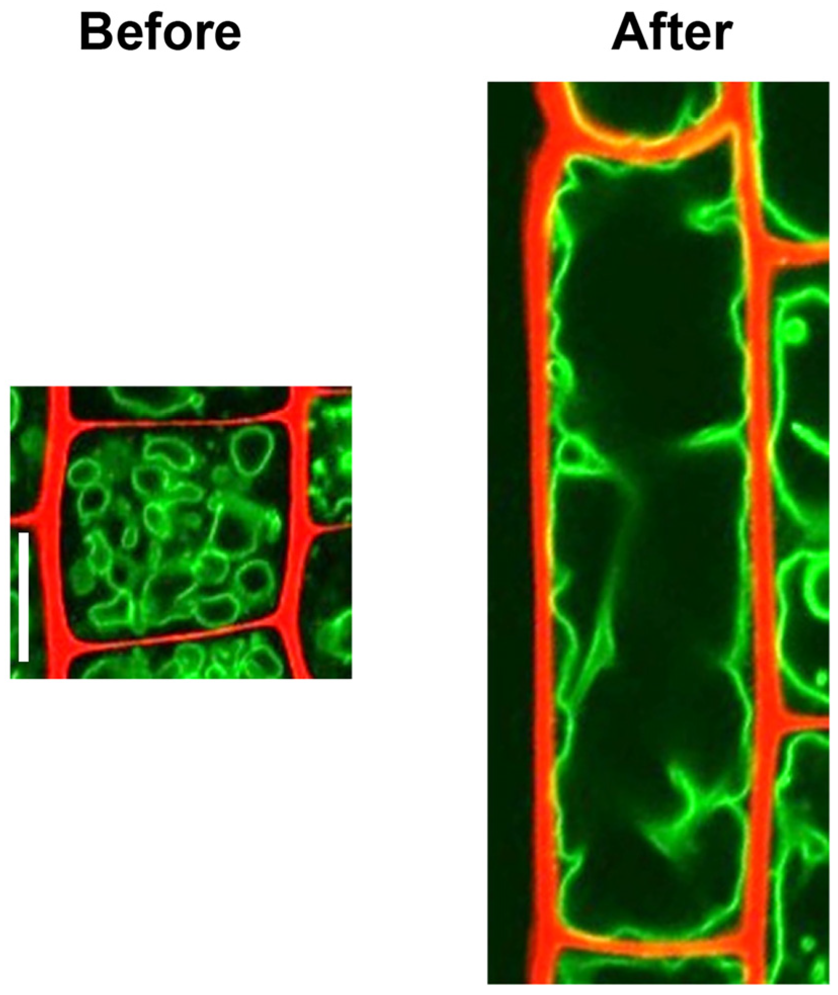 Ijms 24 04143 g001 Ijms 24 04143 g001