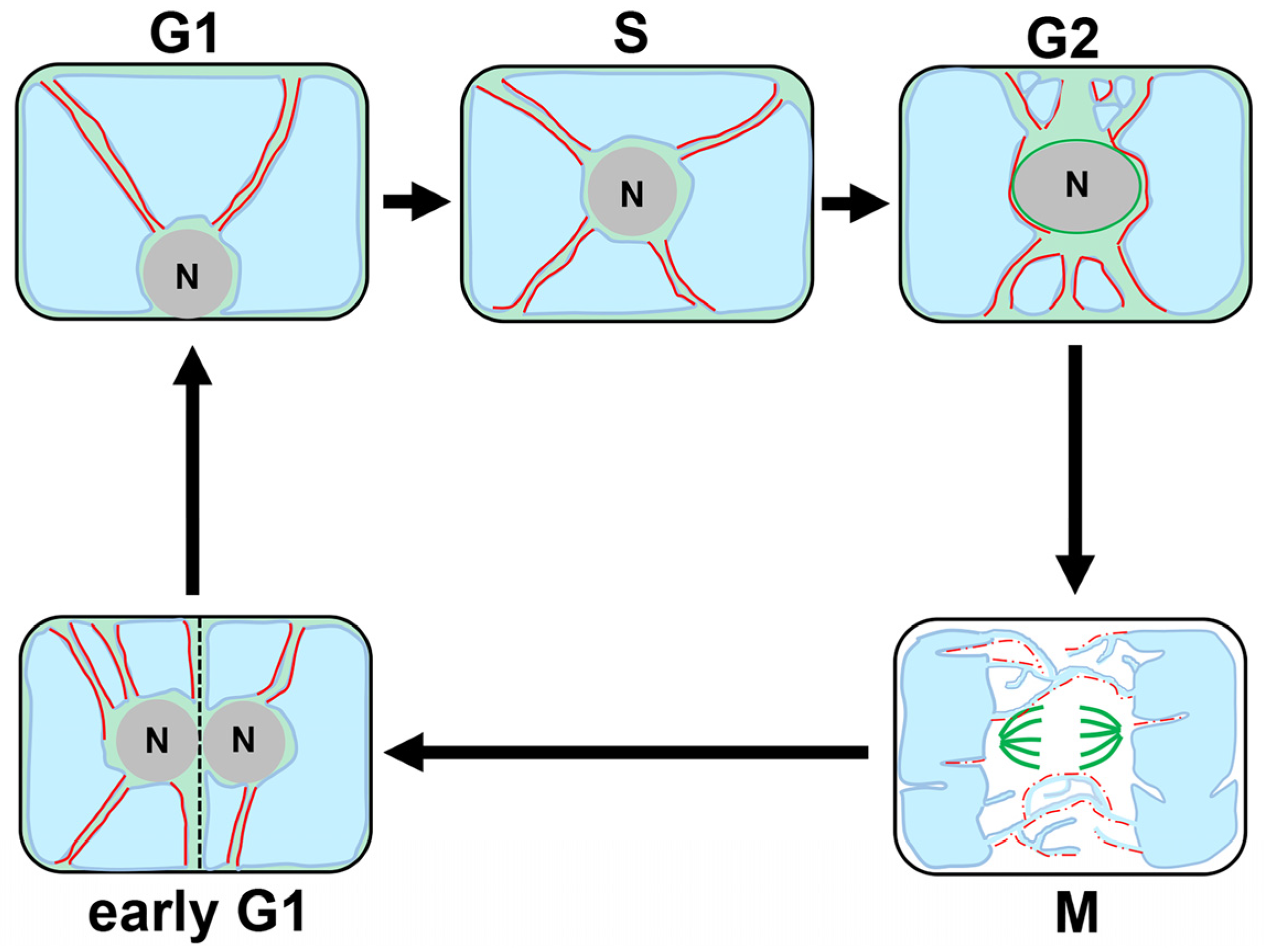 Ijms 24 04143 g002 Ijms 24 04143 g002