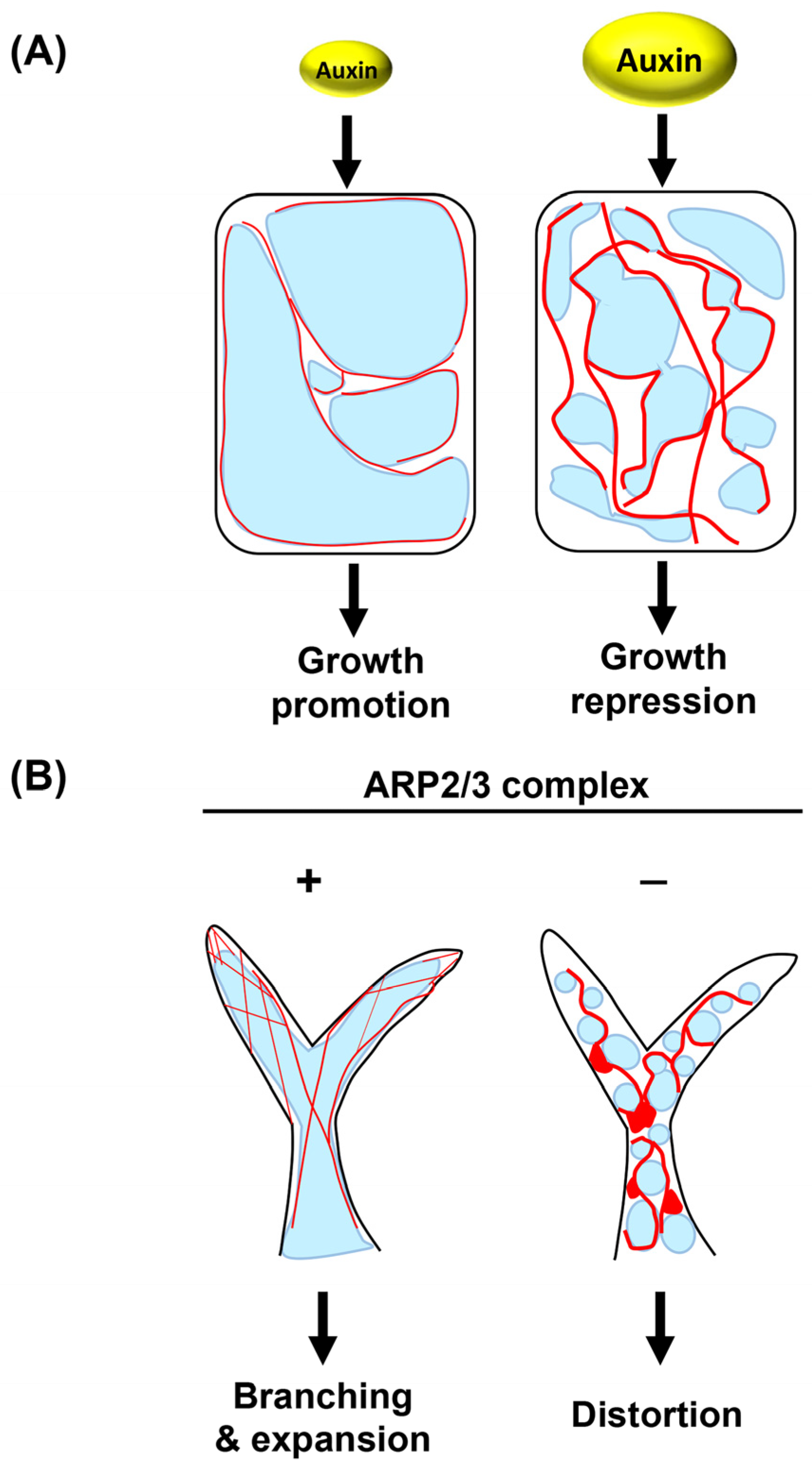 Ijms 24 04143 g003 Ijms 24 04143 g003