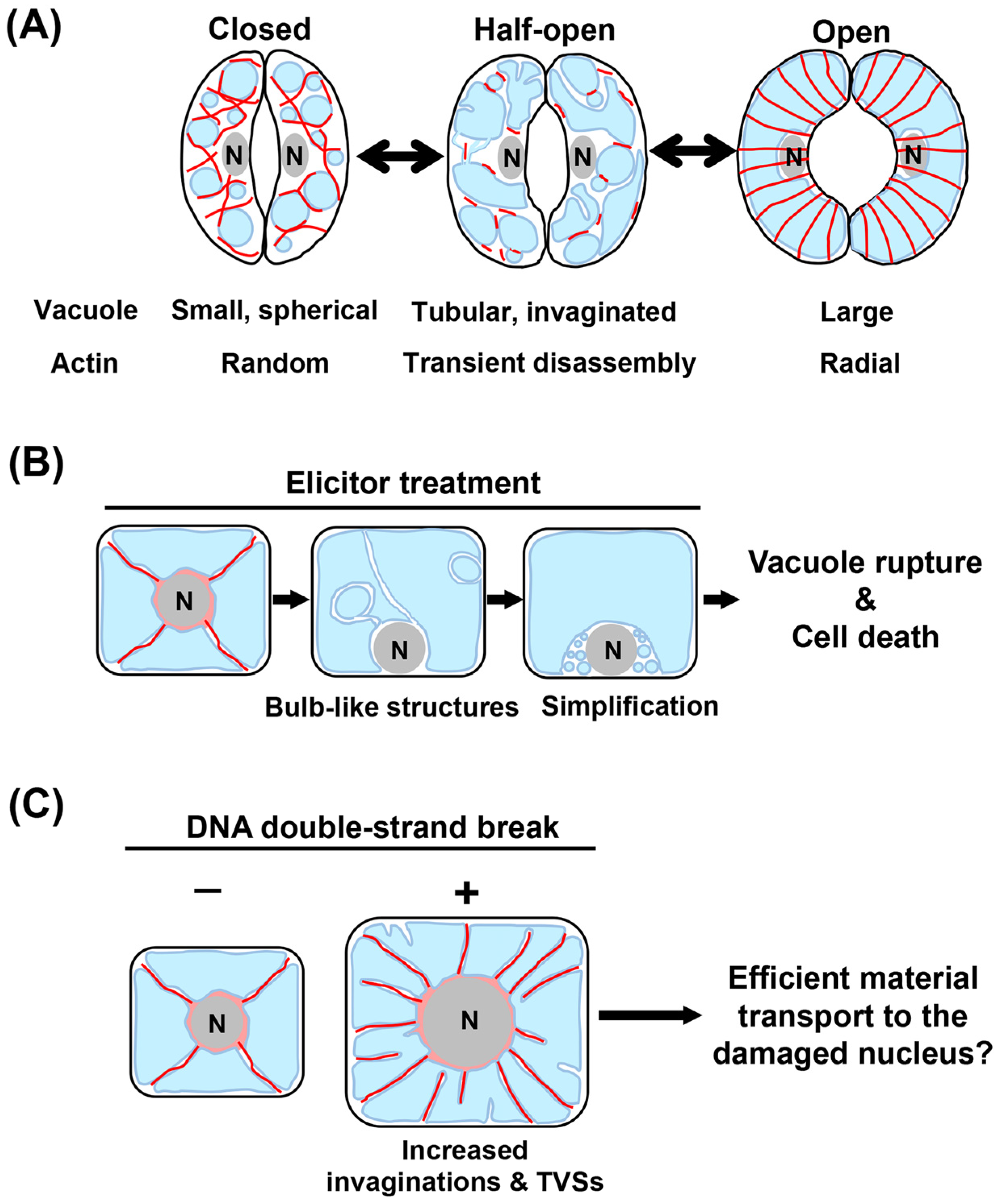Ijms 24 04143 g005 Ijms 24 04143 g005