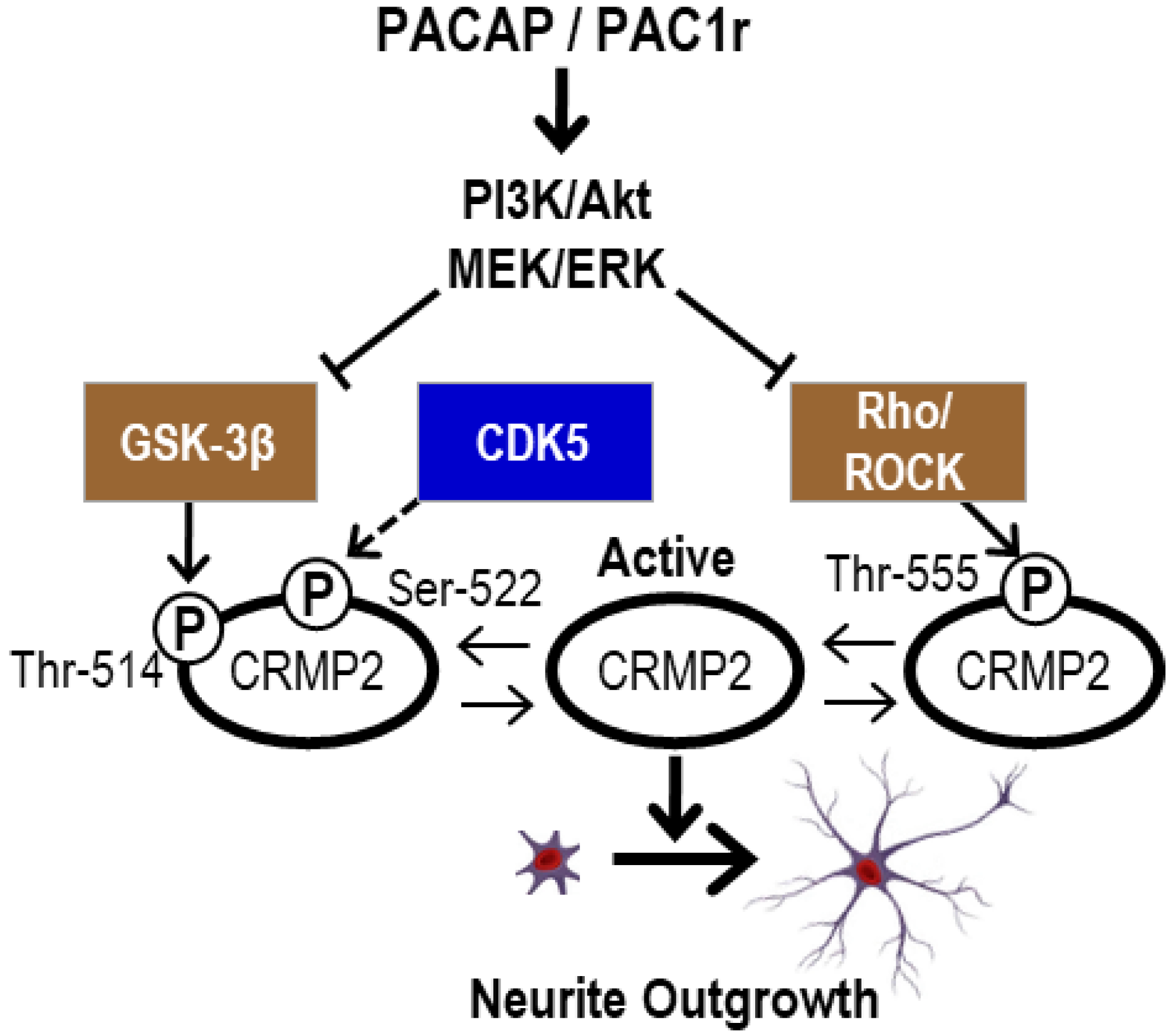 Ijms 24 04169 g001 Ijms 24 04169 g001