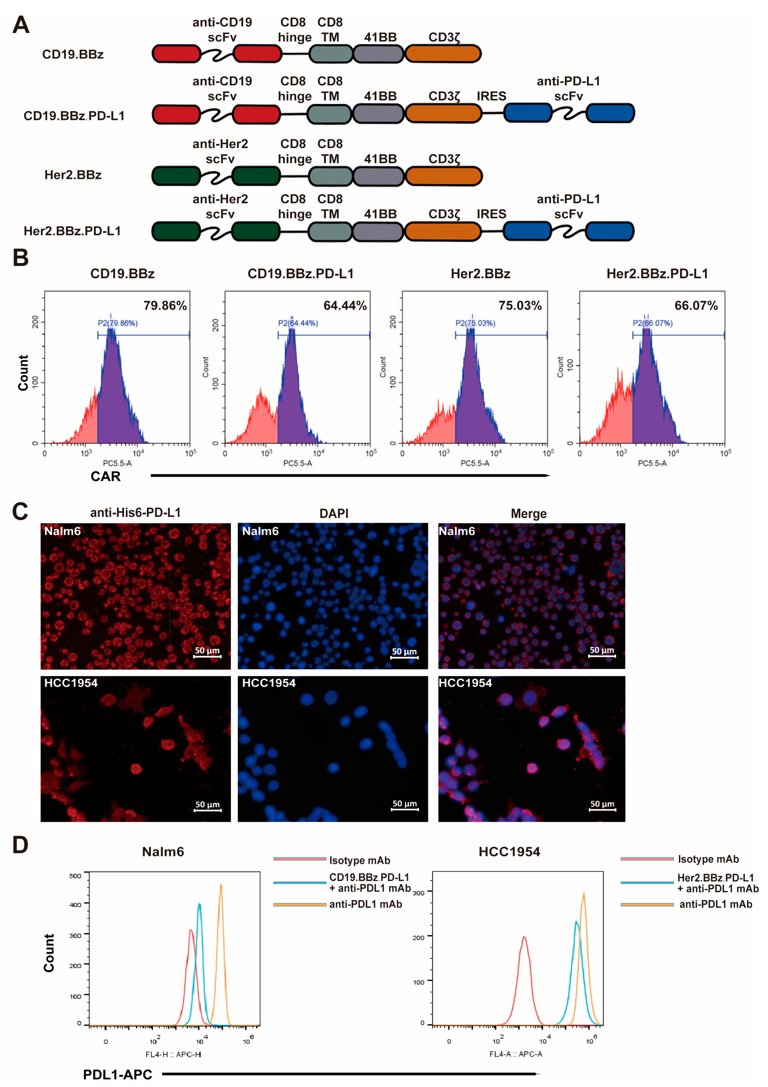 4-1BB-Based CAR T Cells Effectively Reverse Exhaustion and Enhance