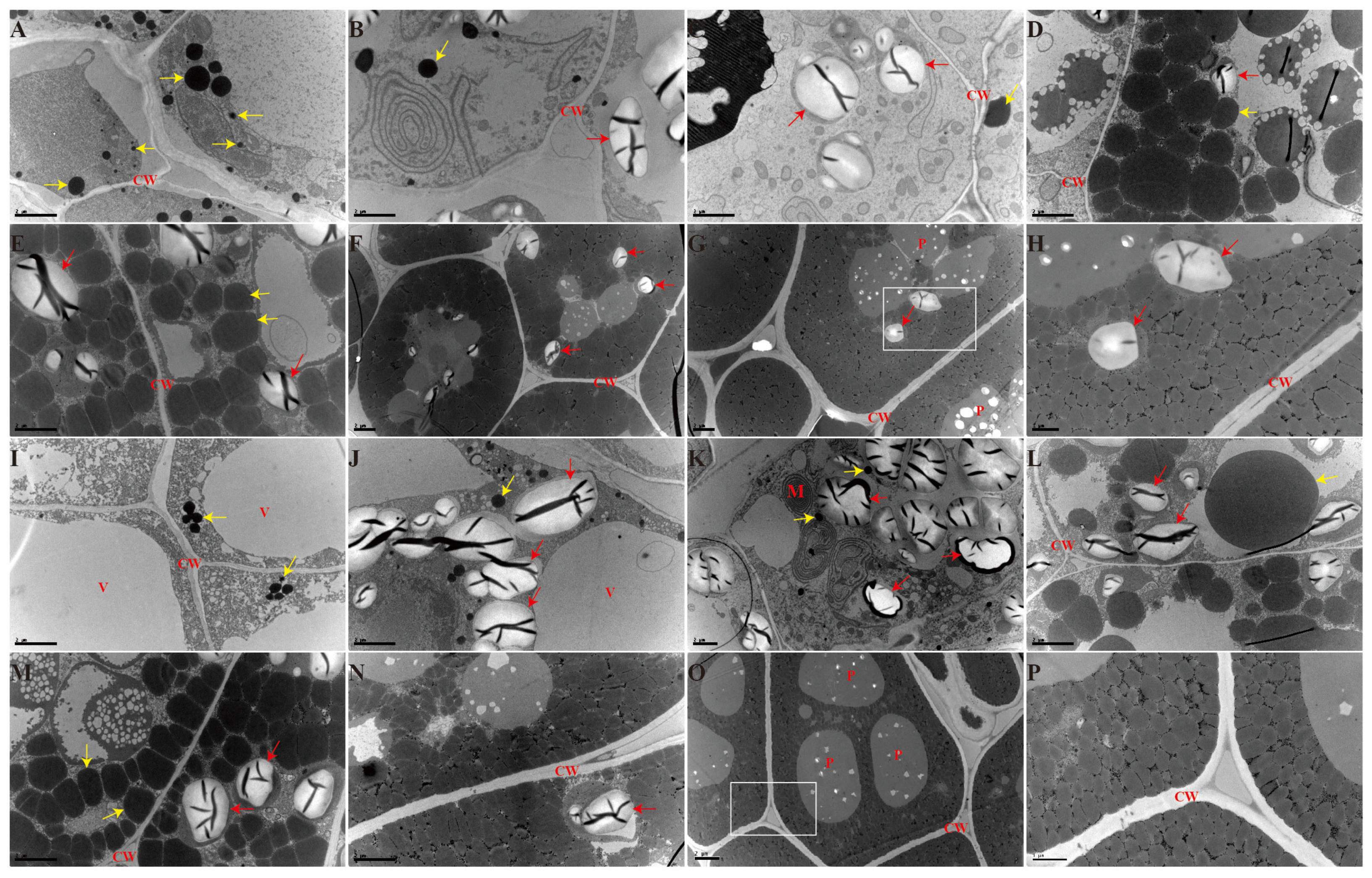 Ijms 24 04201 g001 Ijms 24 04201 g001