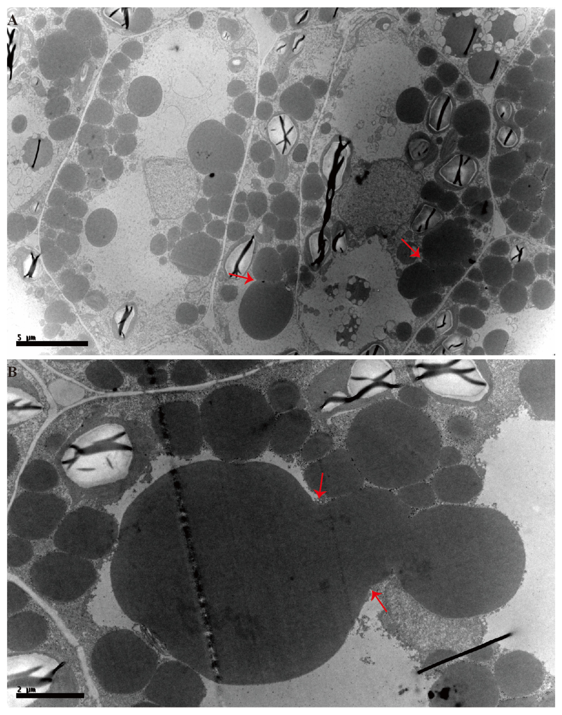 Ijms 24 04201 g002 Ijms 24 04201 g002