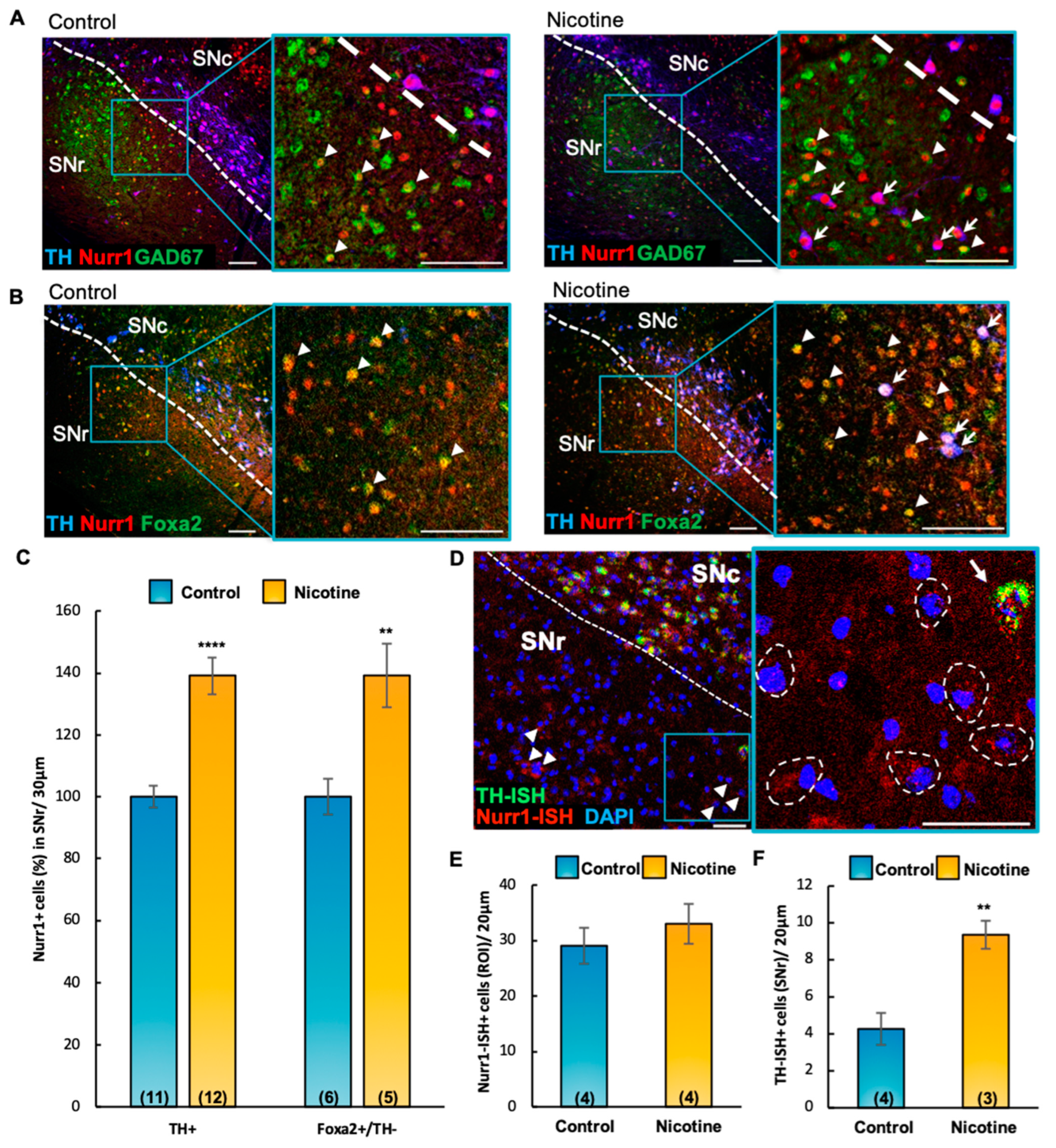 Ijms 24 04204 g004 Ijms 24 04204 g004