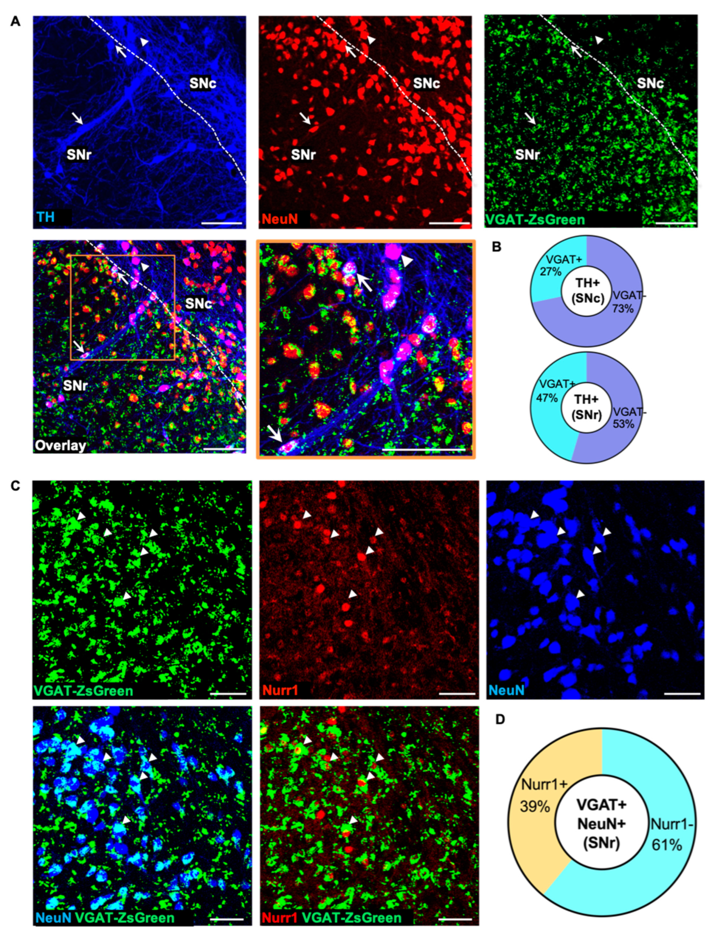 Ijms 24 04204 g005 Ijms 24 04204 g005