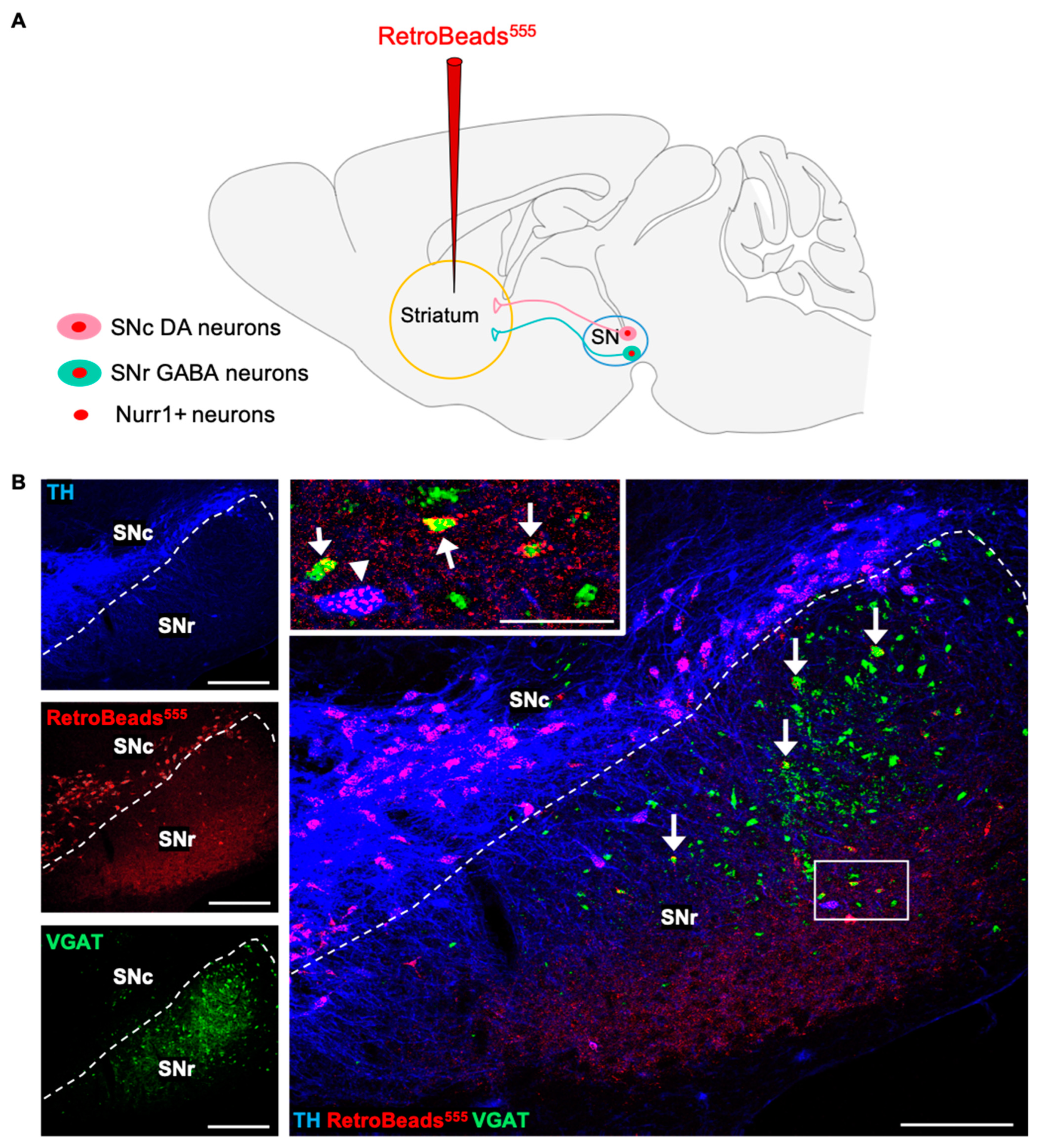 Ijms 24 04204 g006 Ijms 24 04204 g006