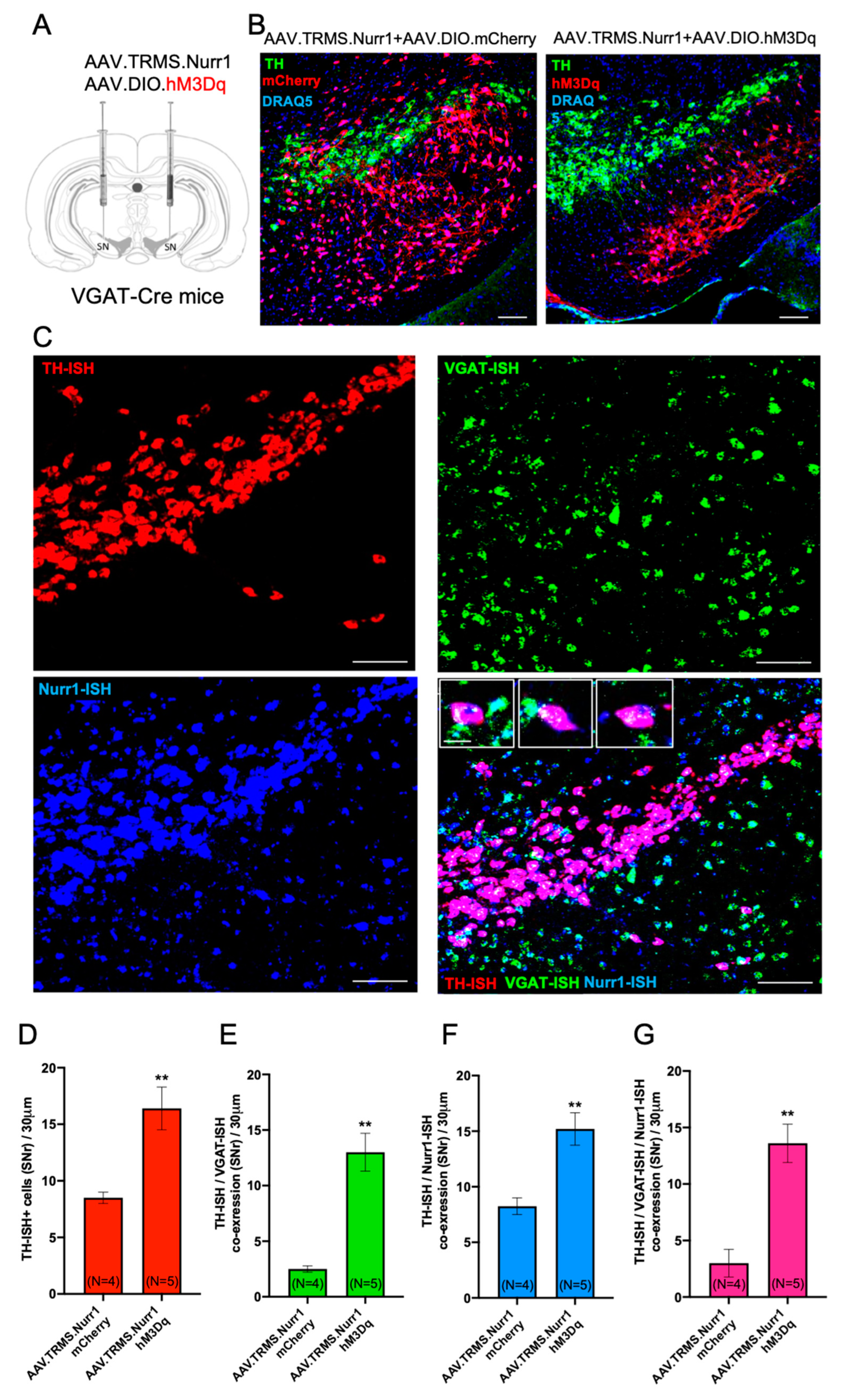 Ijms 24 04204 g009 Ijms 24 04204 g009