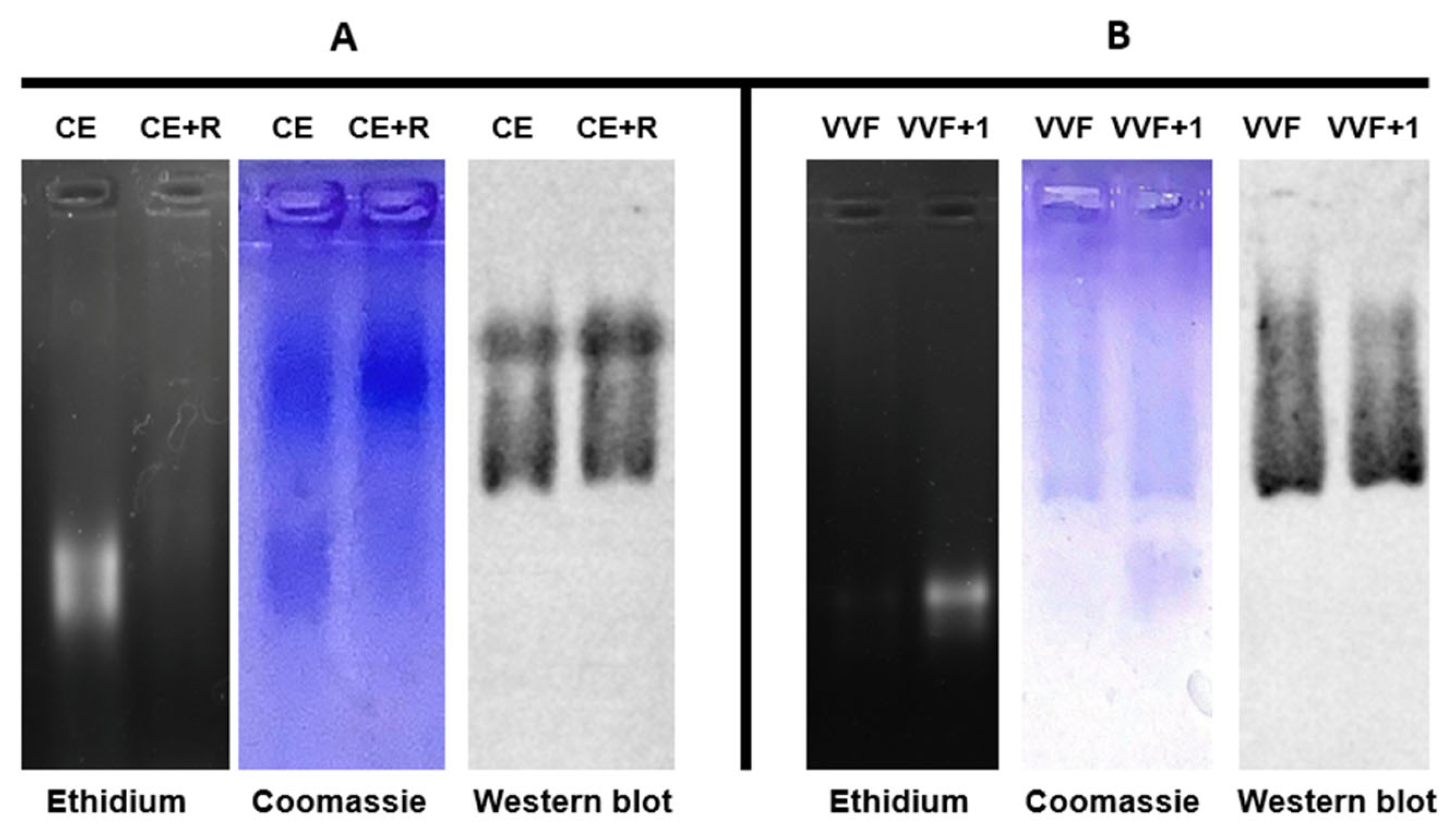 Ijms 24 04214 g001 Ijms 24 04214 g001