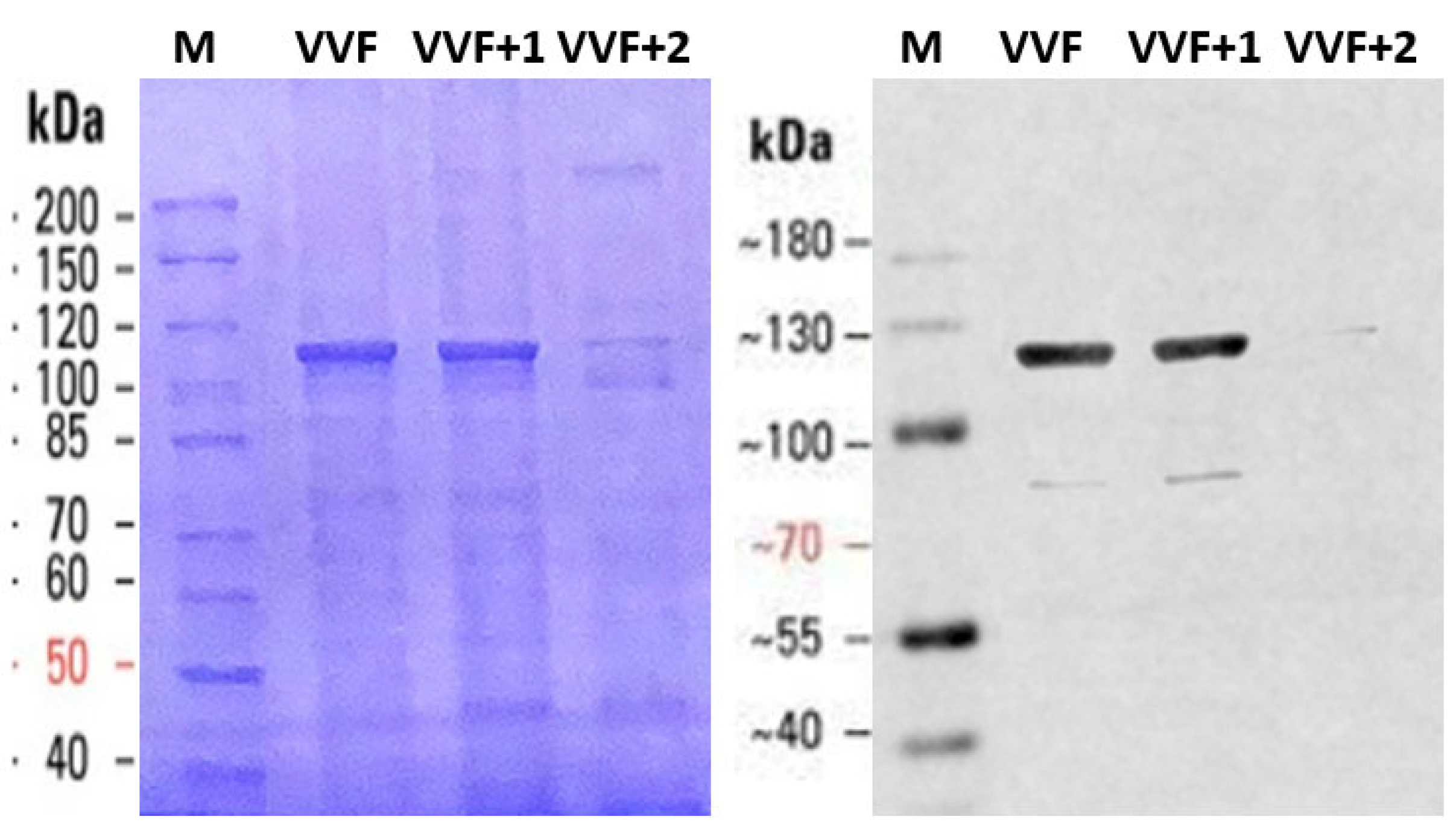 Ijms 24 04214 g002 Ijms 24 04214 g002