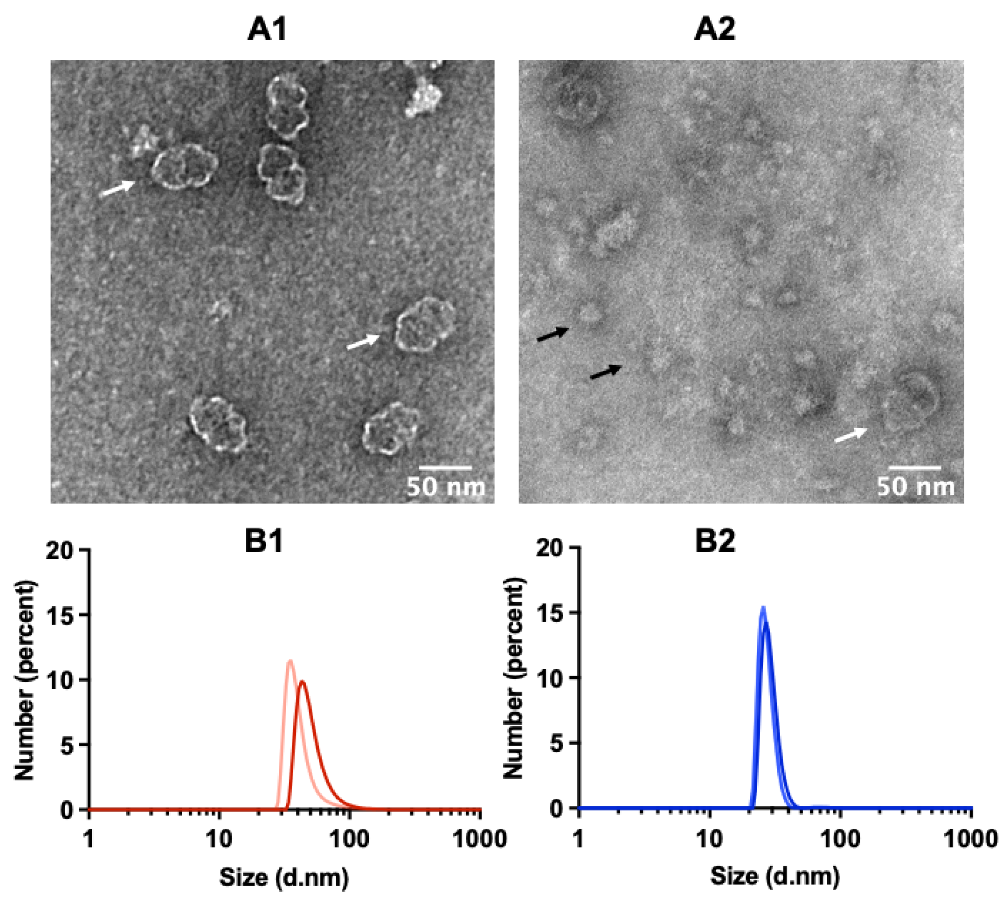 Ijms 24 04214 g003 Ijms 24 04214 g003