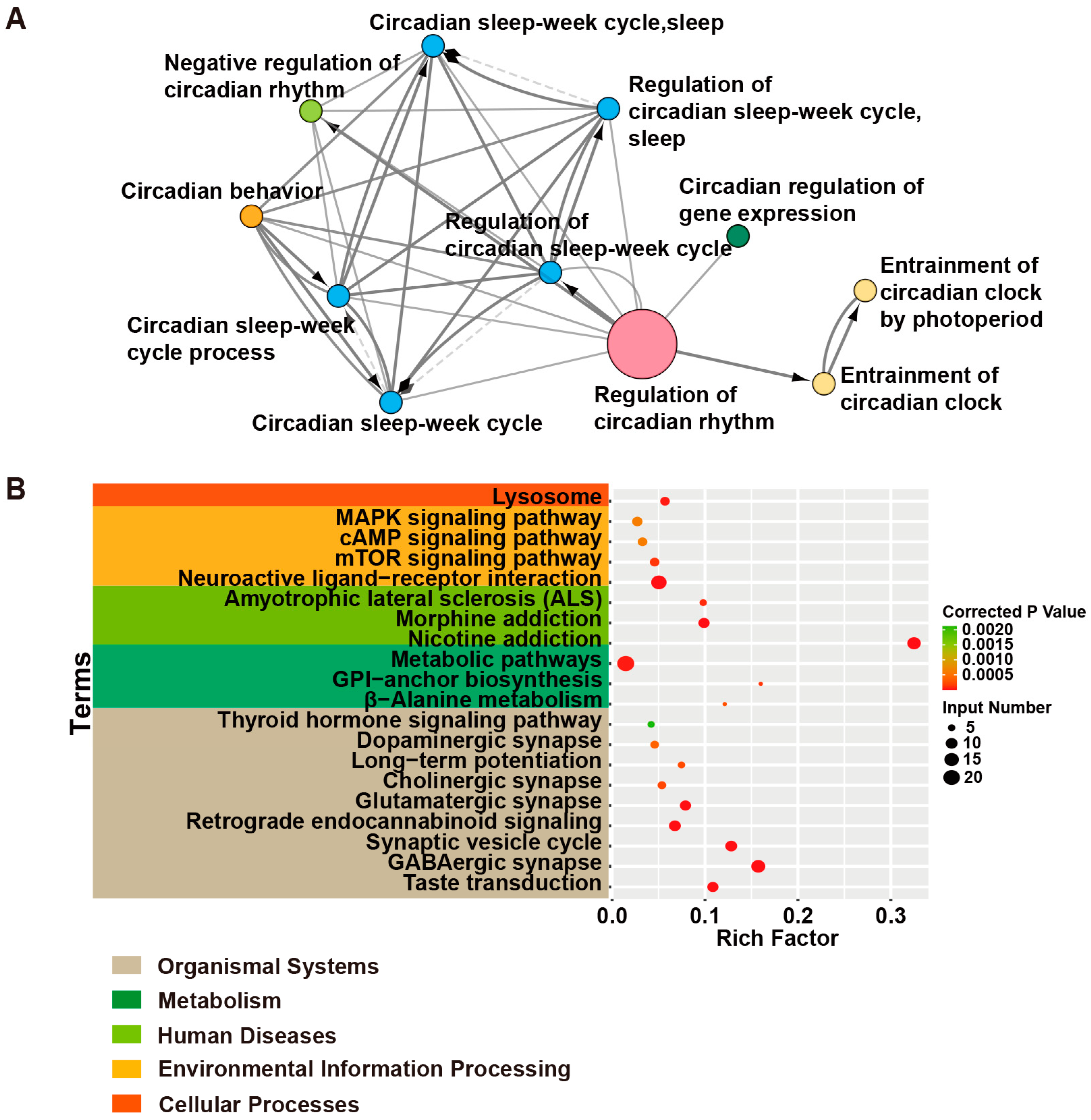 IJMS | Free Full-Text | Clocking Epilepsies: A Chronomodulated