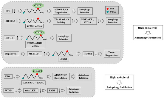 Roles of RNA Methylations in Cancer Progression, Autophagy, and ...