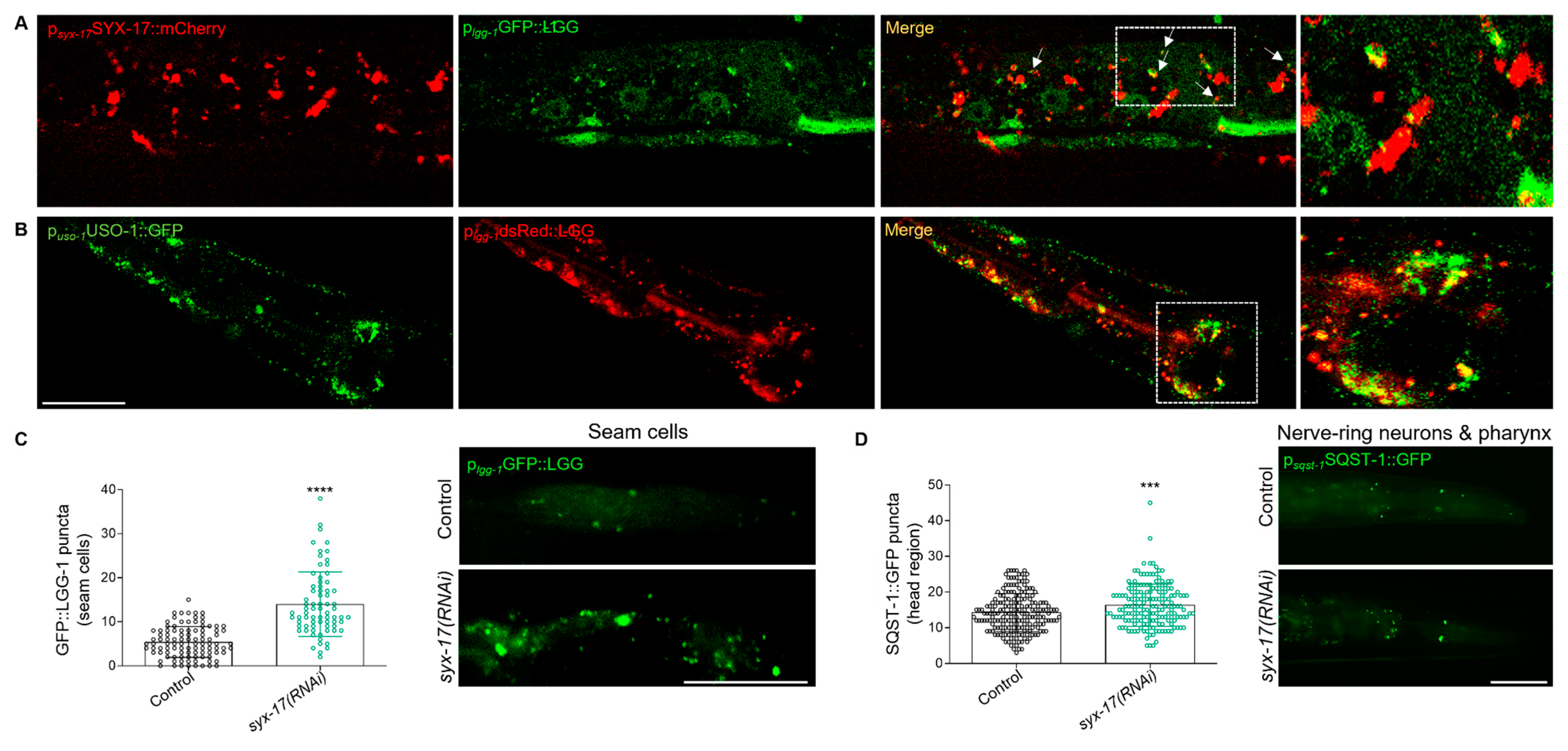 Ijms 24 04230 g003 Ijms 24 04230 g003