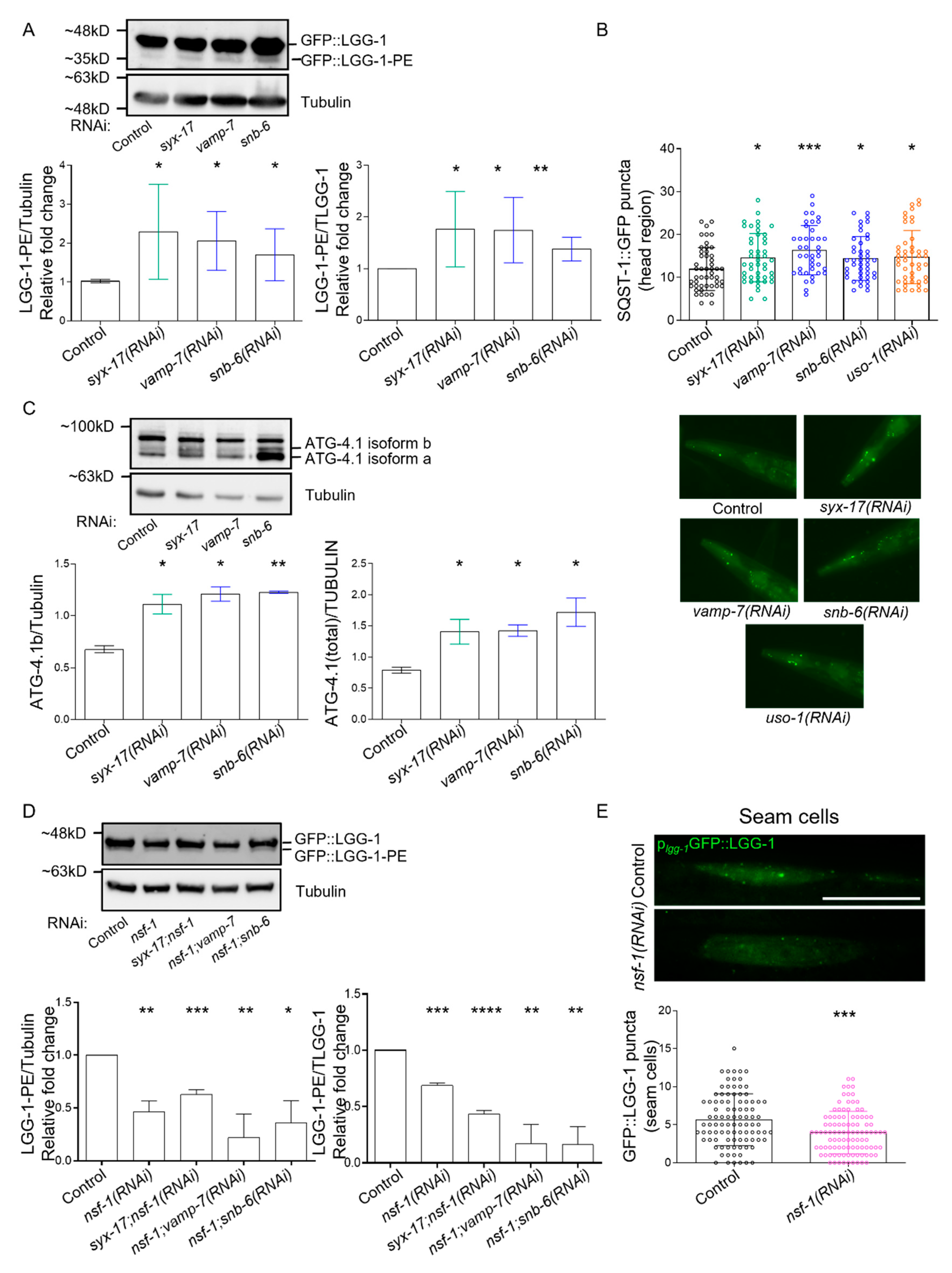 Ijms 24 04230 g004 Ijms 24 04230 g004
