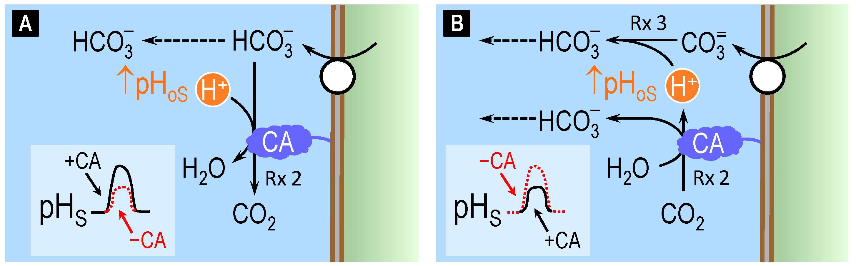 Ijms 24 04251 g006 Ijms 24 04251 g006