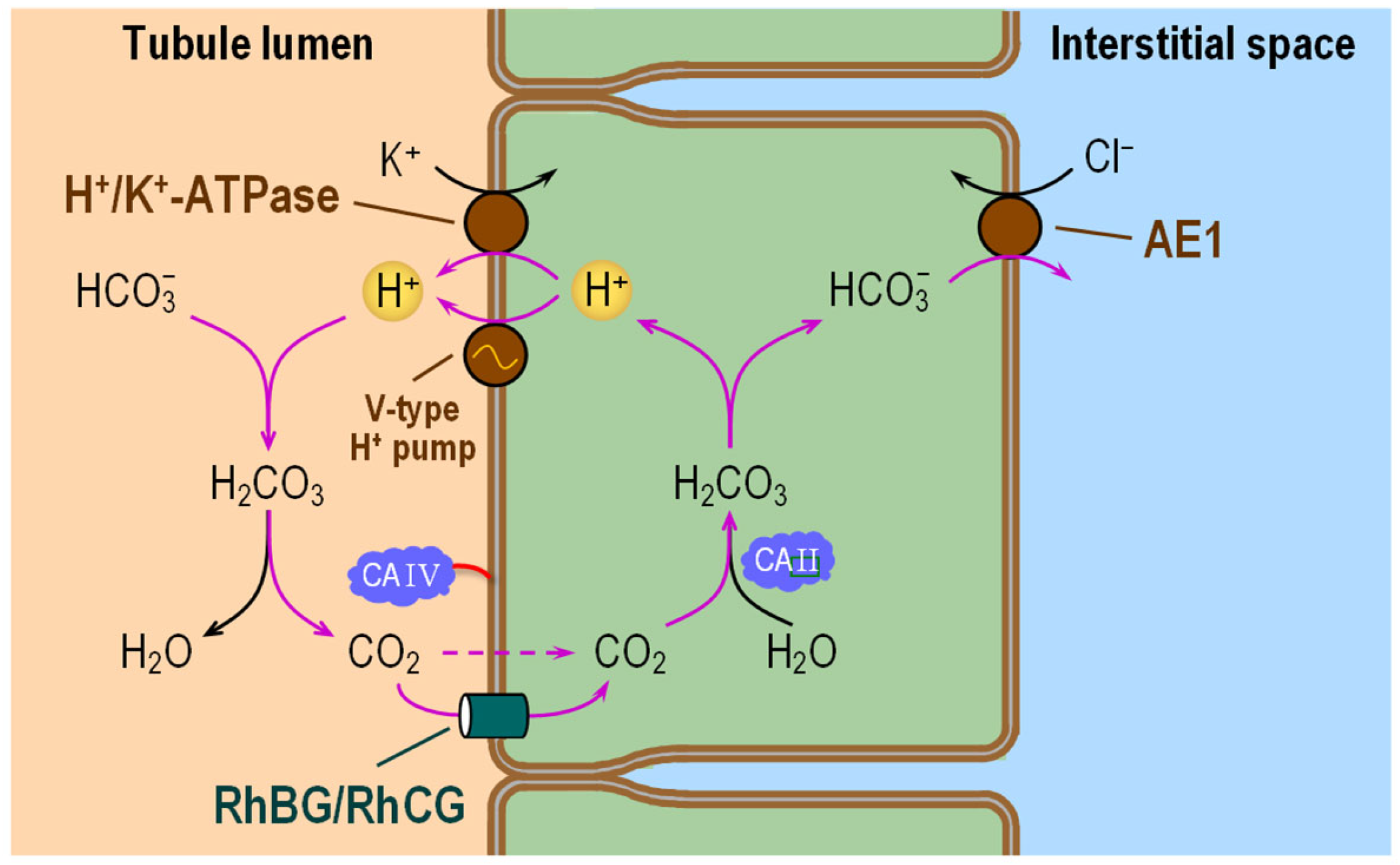 Ijms 24 04251 g008 Ijms 24 04251 g008