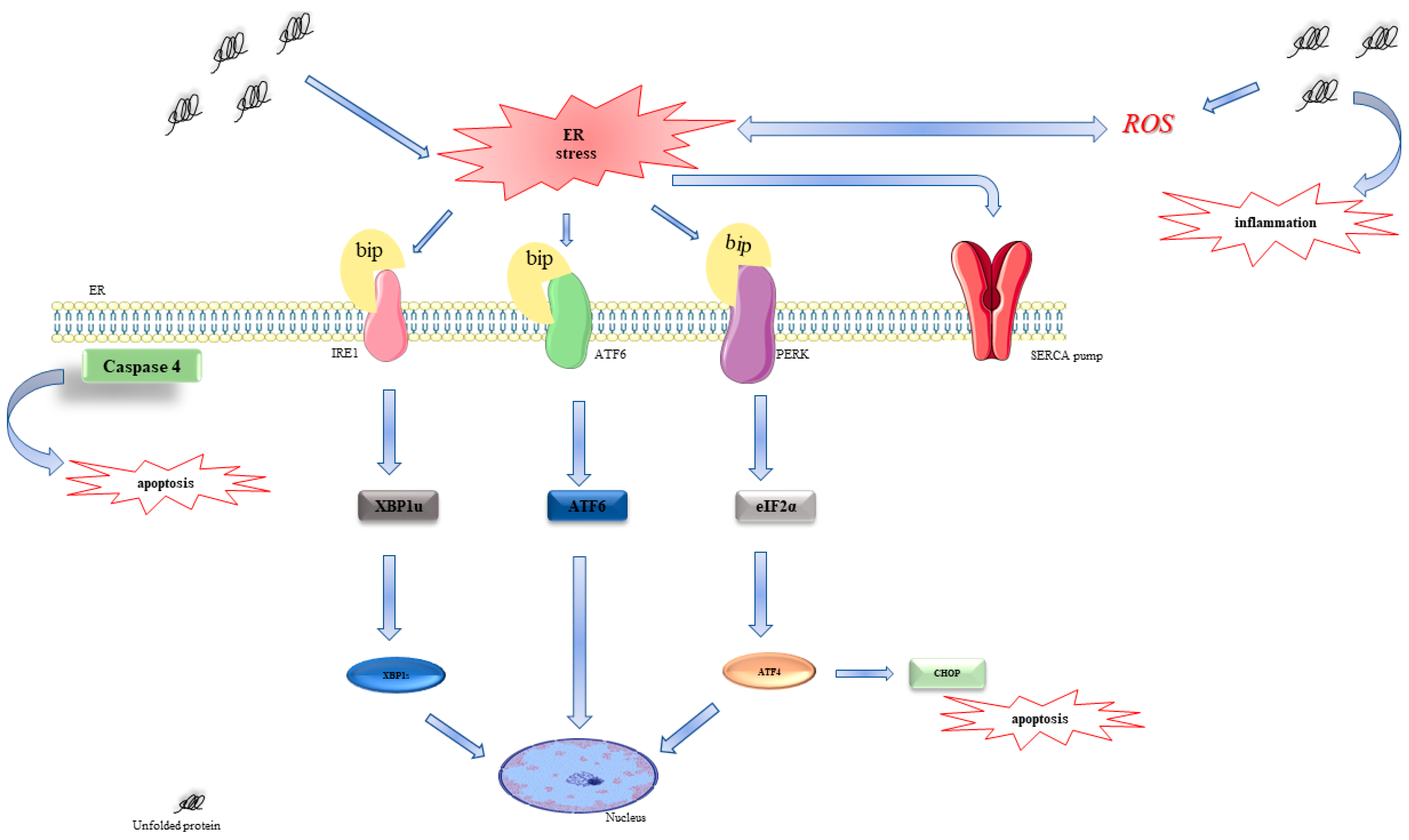 Ijms 24 04252 g001 Ijms 24 04252 g001