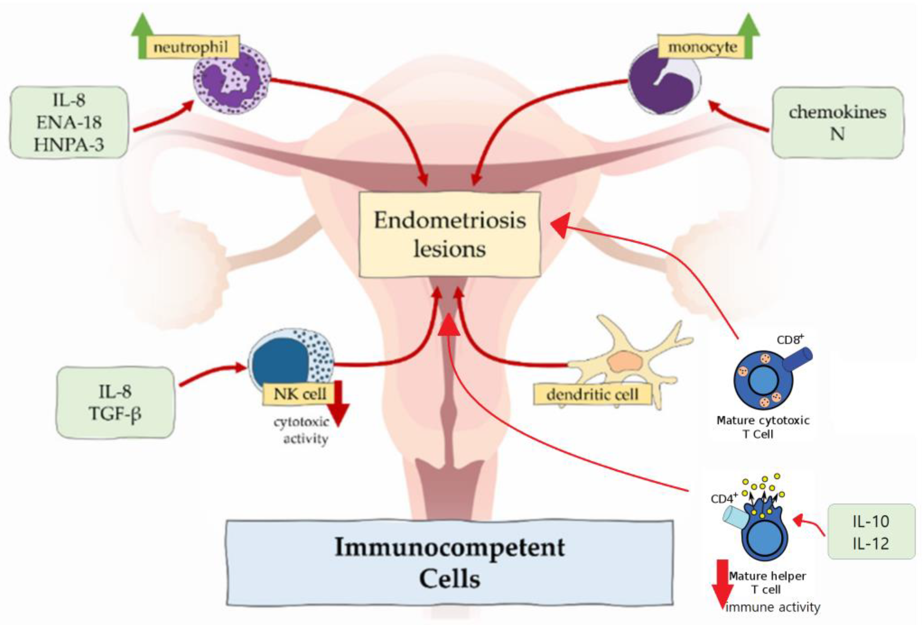 5 Theories of Endometriosis Explained