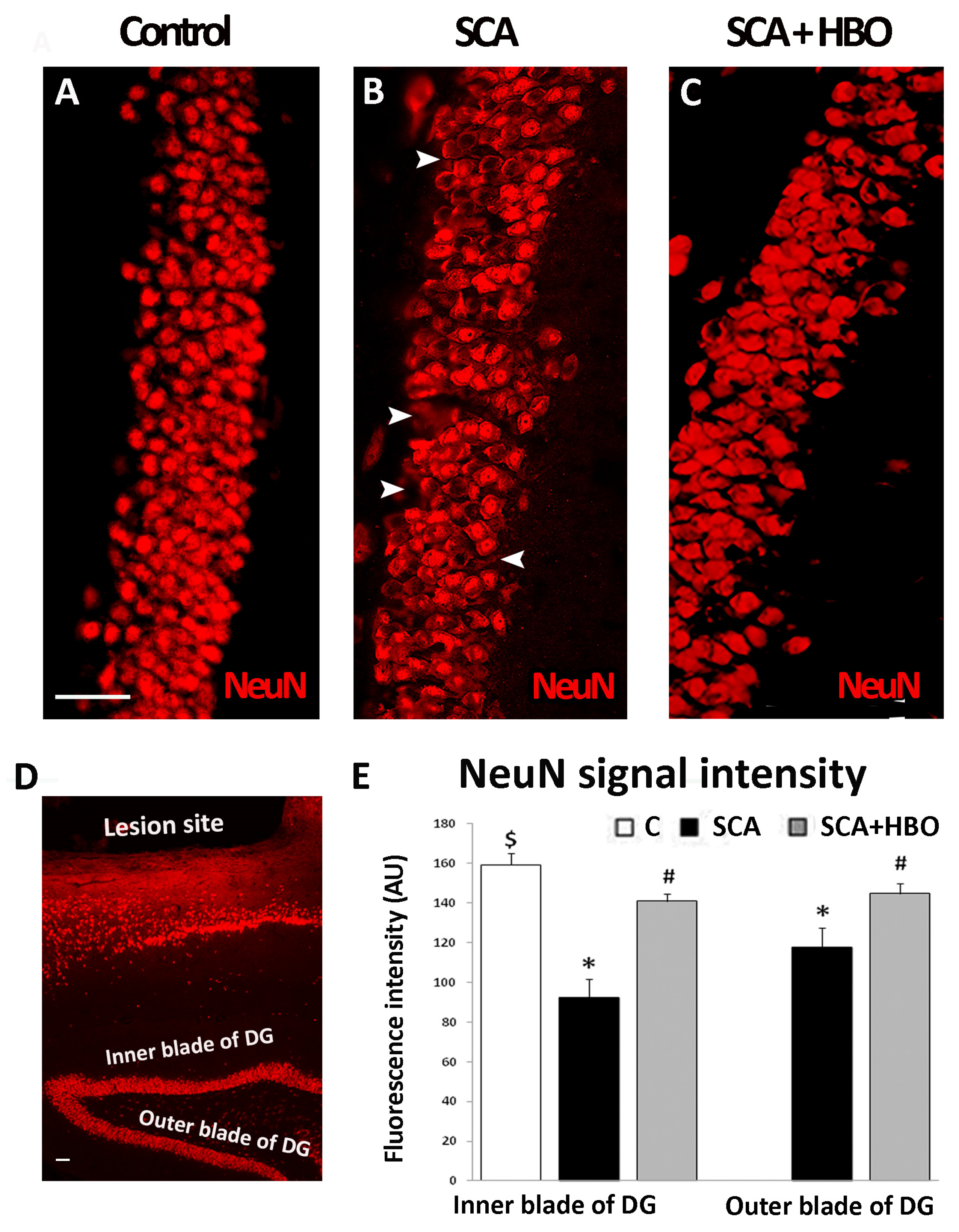 Ijms 24 04261 g002 Ijms 24 04261 g002