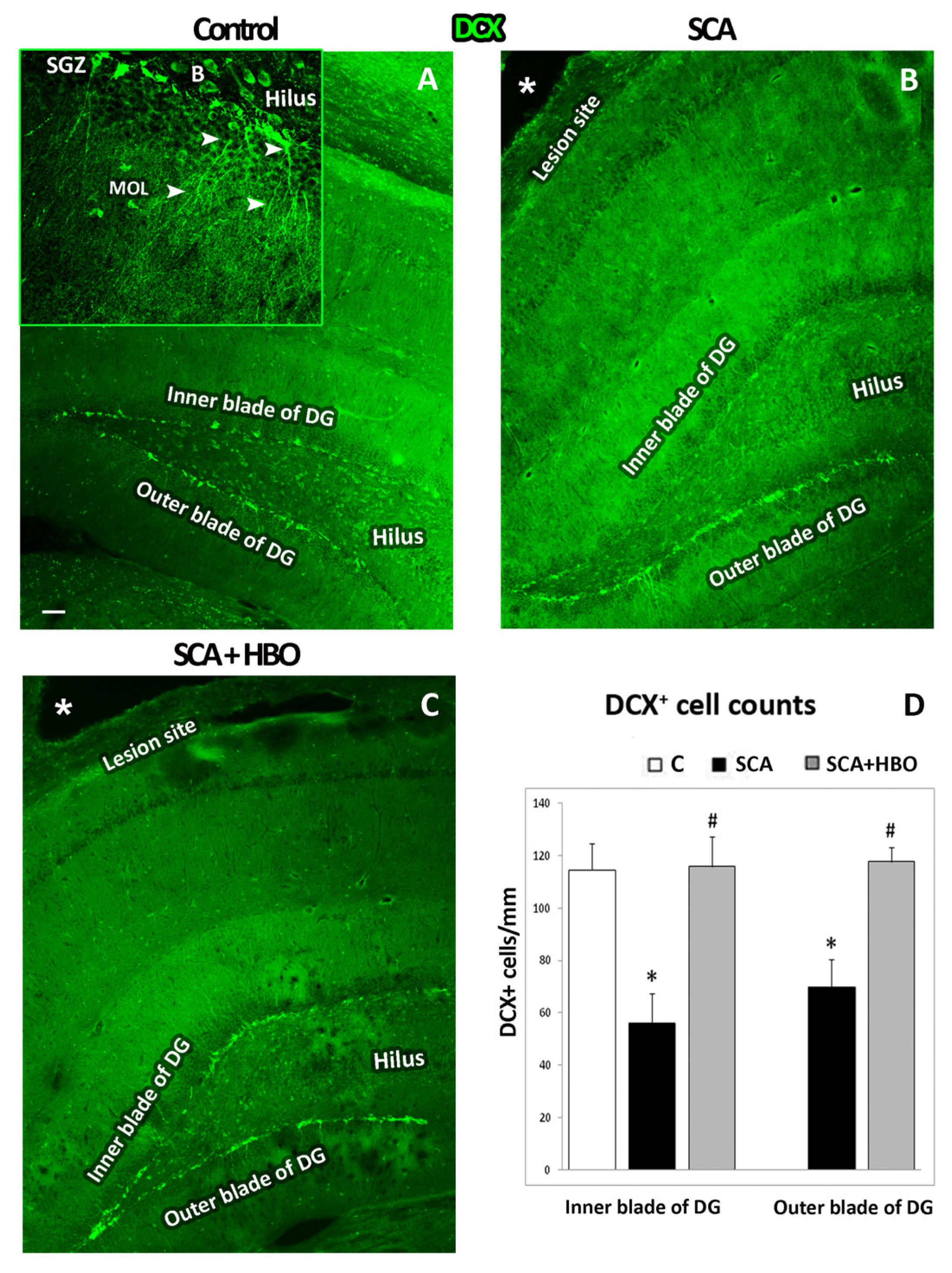 Ijms 24 04261 g003 Ijms 24 04261 g003