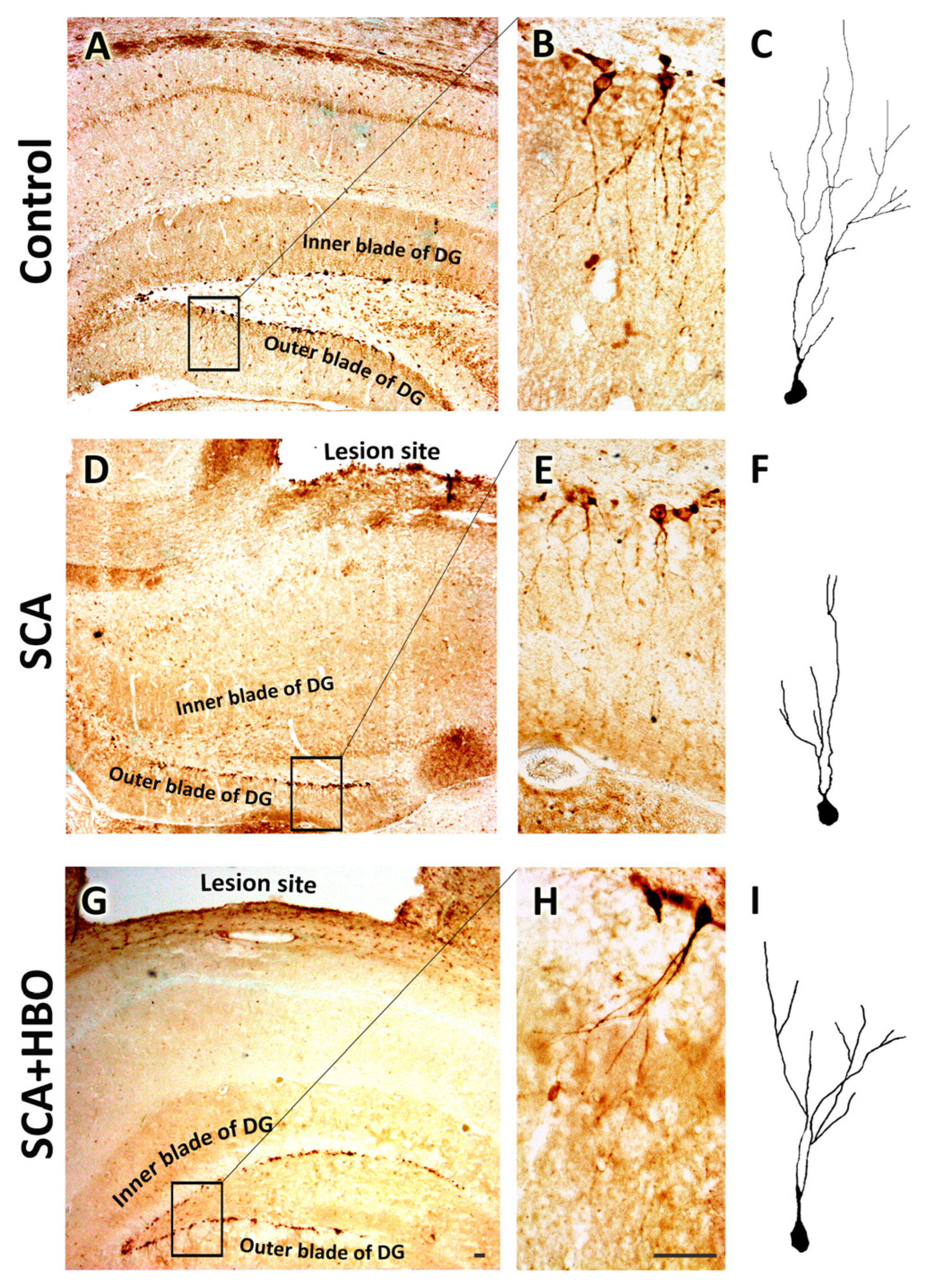 Ijms 24 04261 g004 Ijms 24 04261 g004