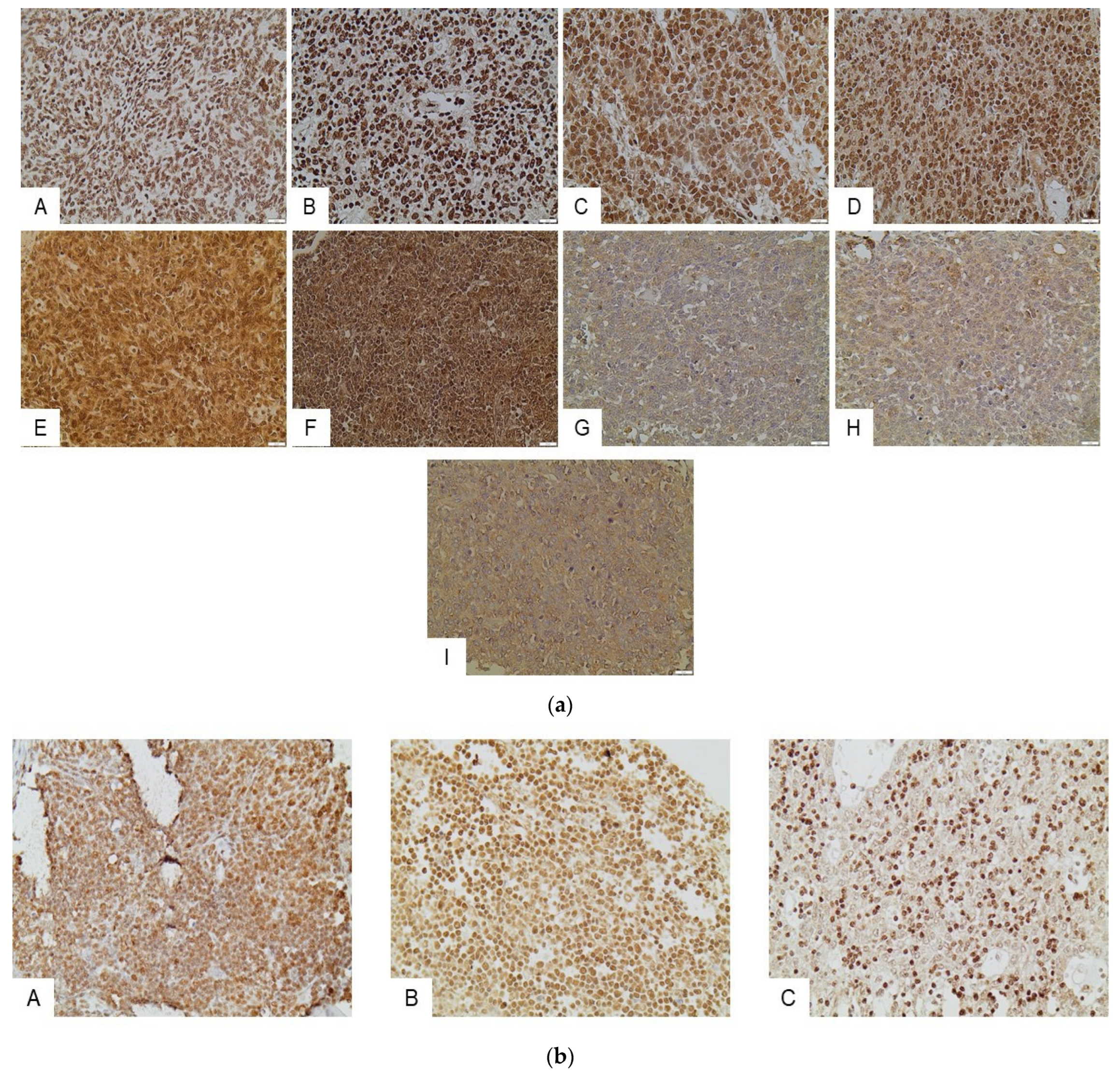 Ijms 24 04263 g001 Ijms 24 04263 g001