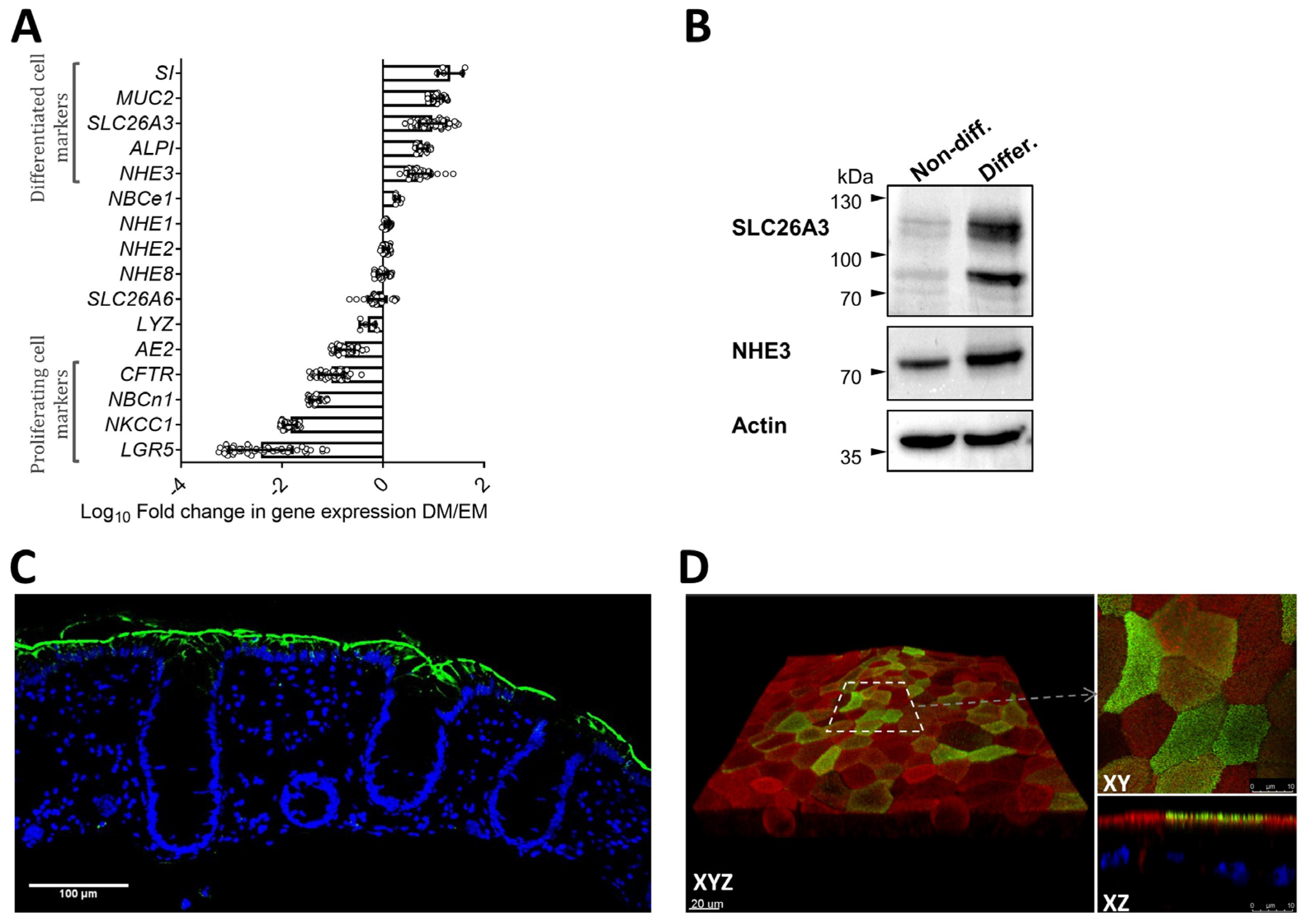 Ijms 24 04266 g002 Ijms 24 04266 g002
