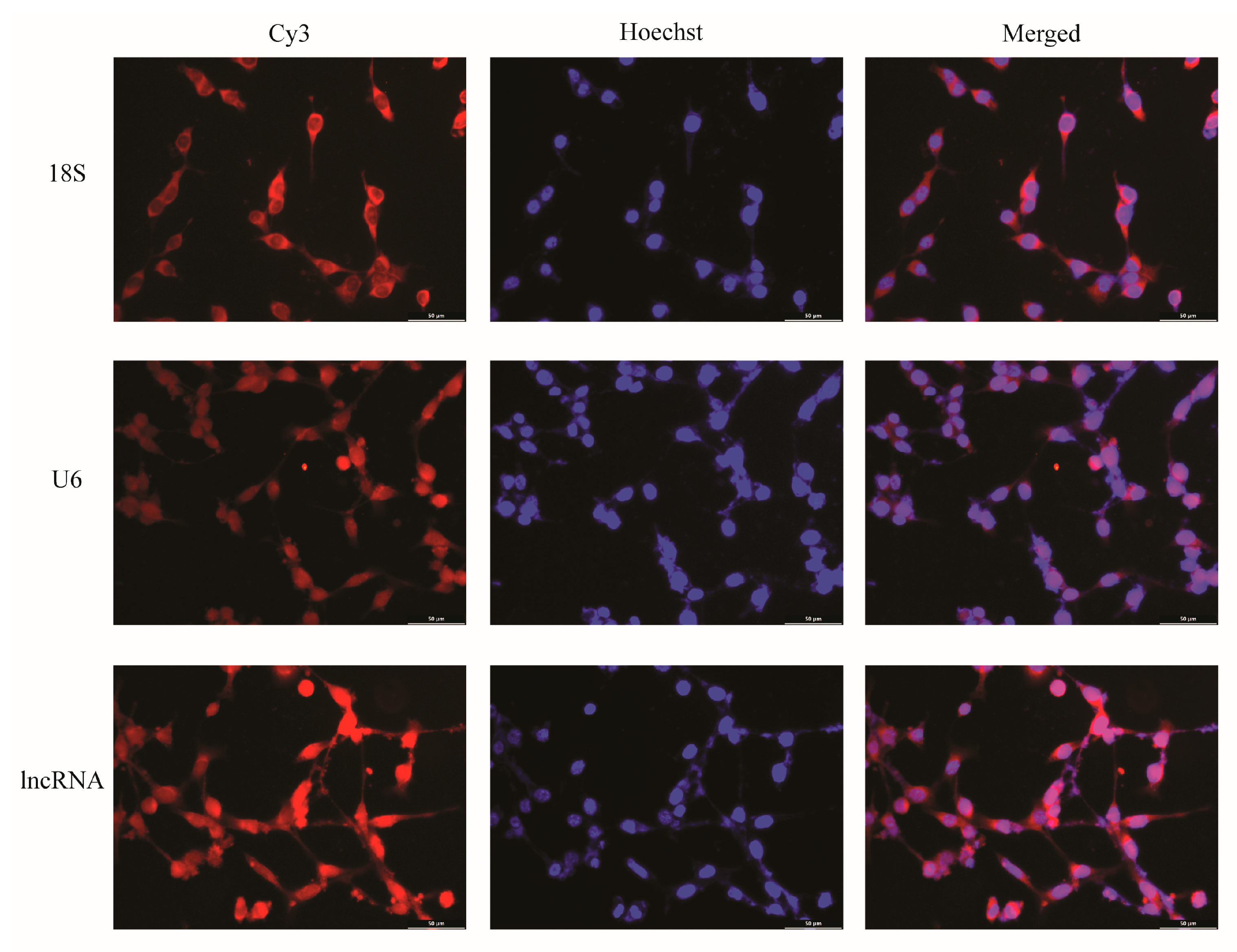 Ijms 24 04279 g002 Ijms 24 04279 g002