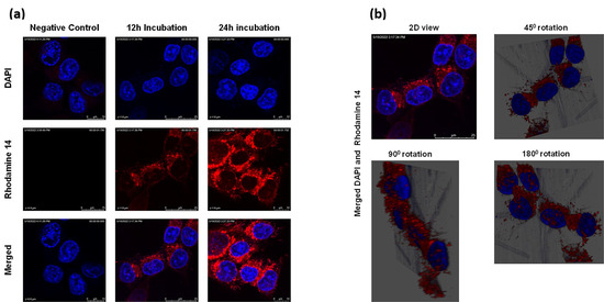 Evaluation of Anticancer Activity of Zhubech, a New 5-FU Analog