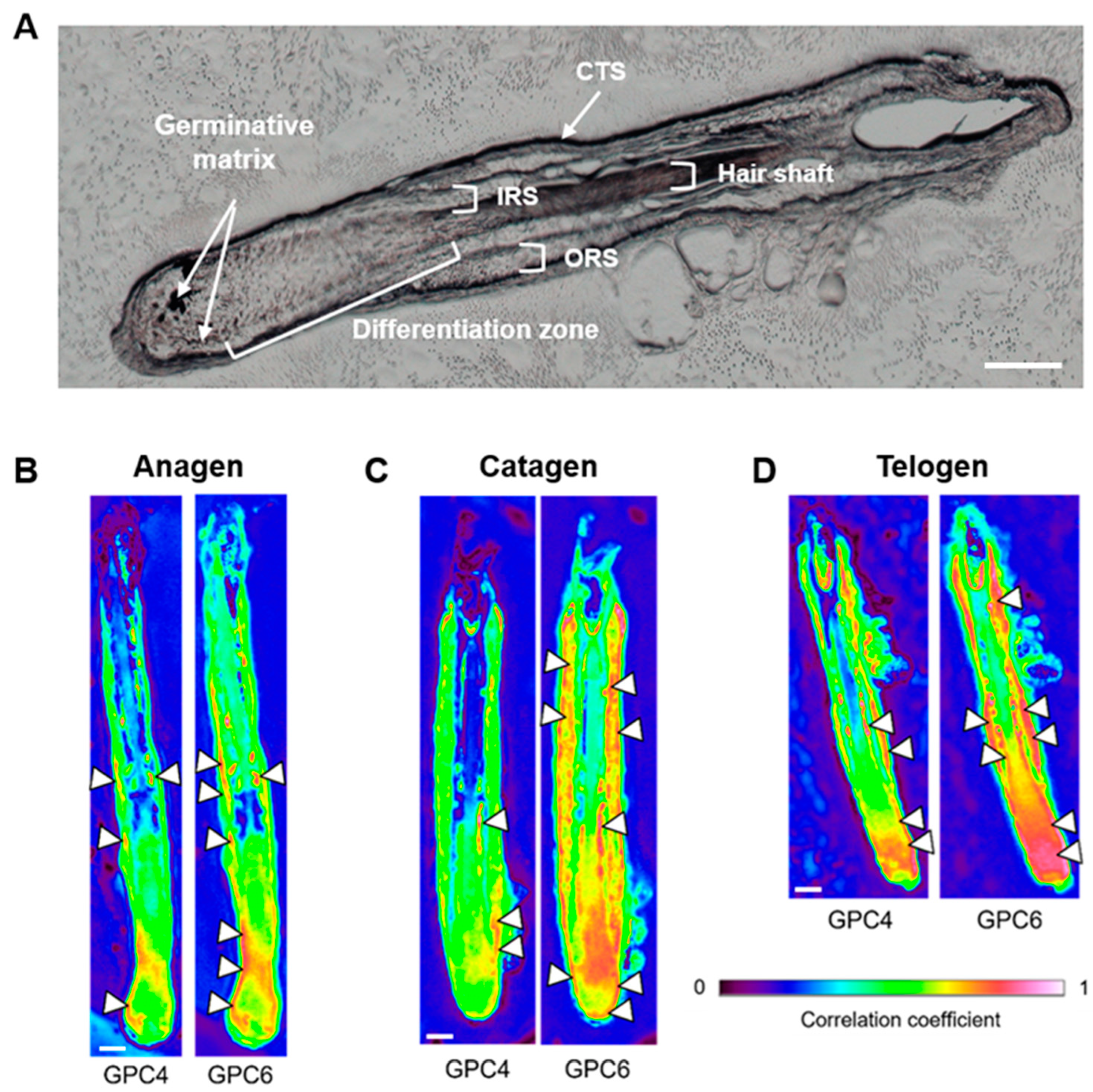 Ijms 24 04291 g001 Ijms 24 04291 g001