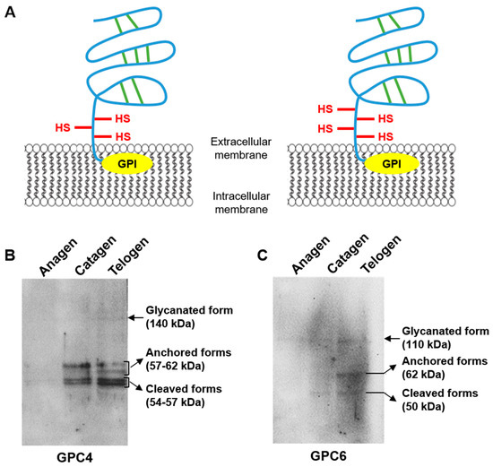 Investigation of Glypican-4 and -6 by Infrared Spectral Imaging during ...