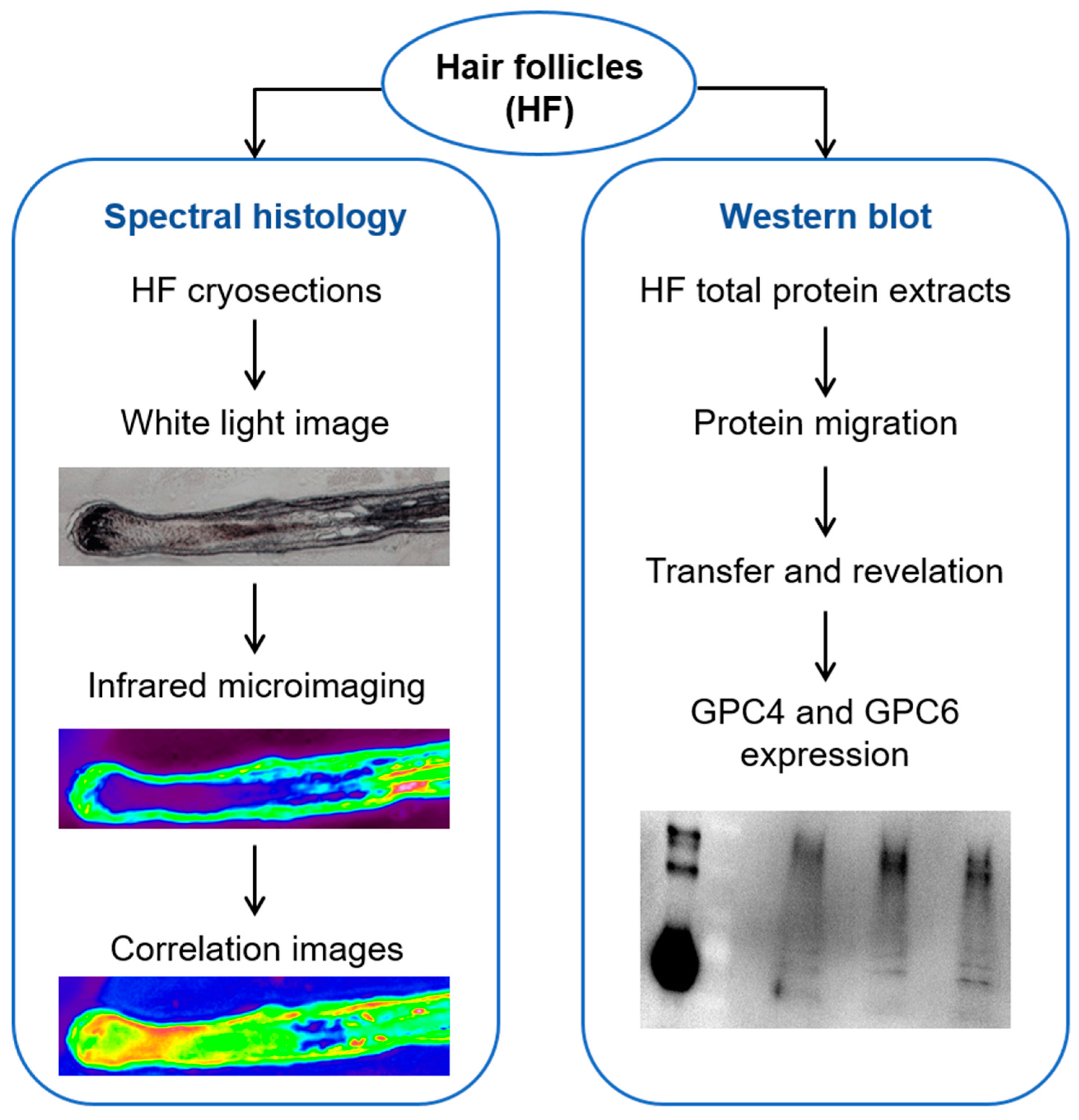 Ijms 24 04291 g003 Ijms 24 04291 g003