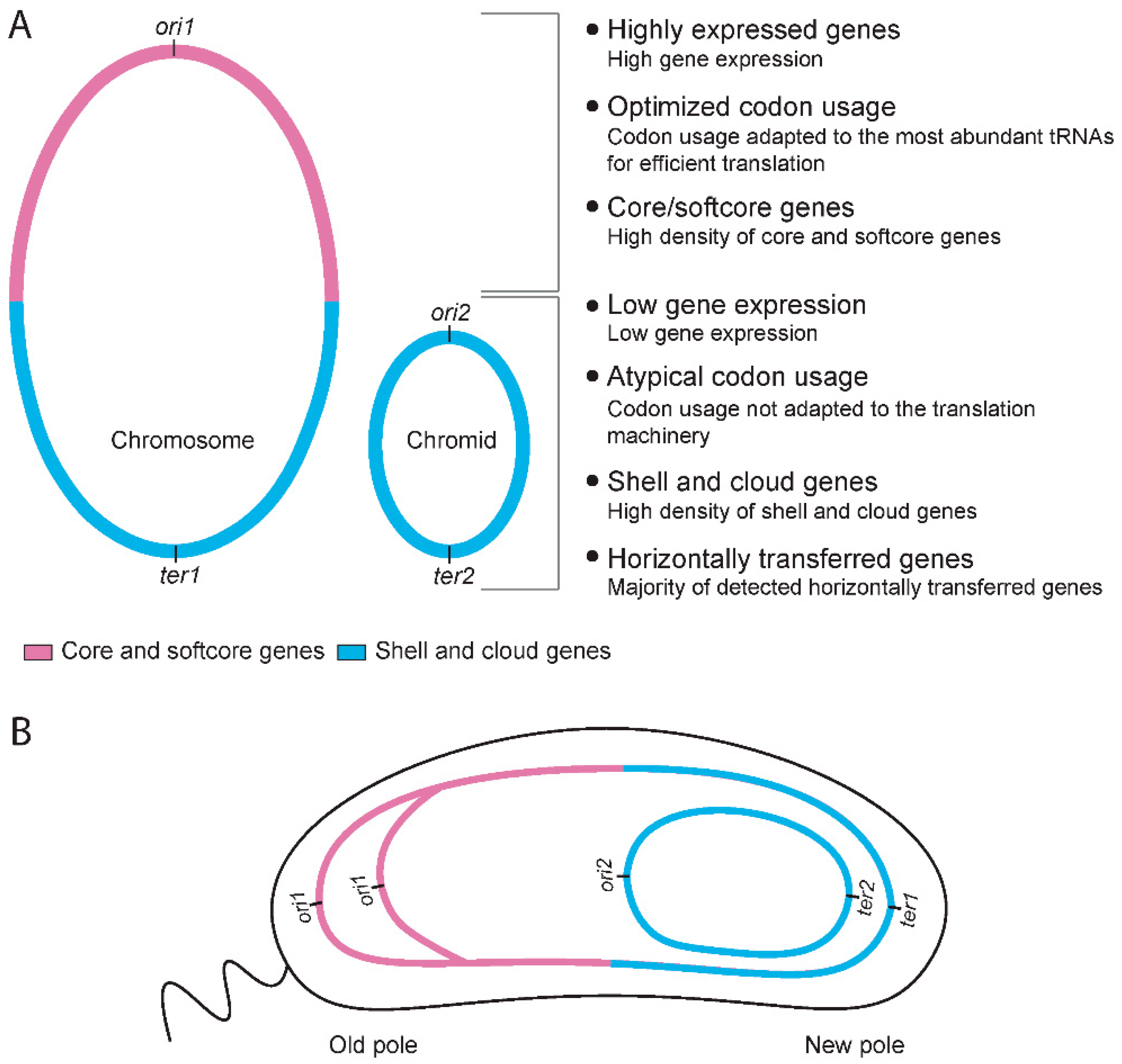 Ijms 24 04292 g007 Ijms 24 04292 g007