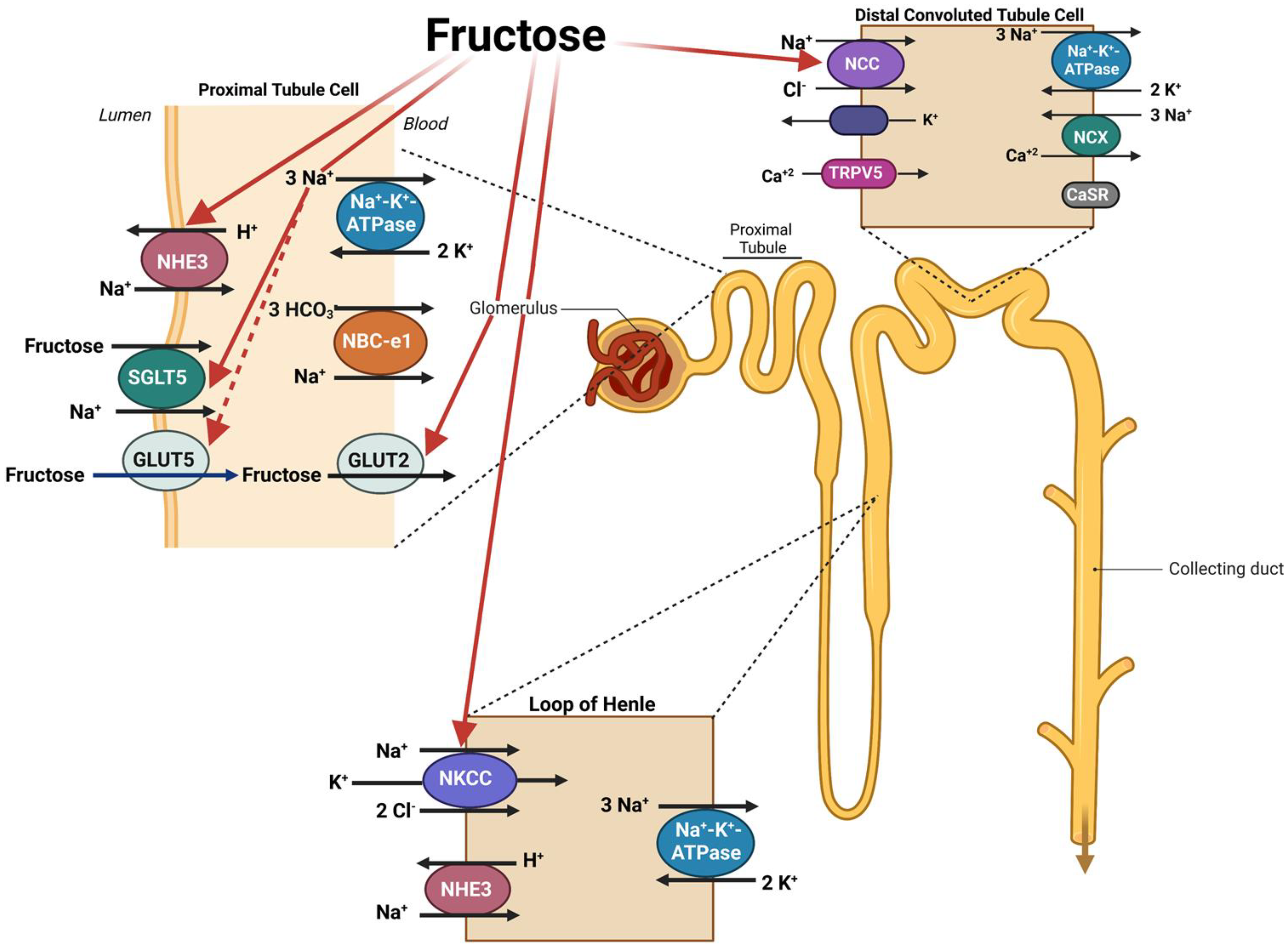 Ijms 24 04294 g005 Ijms 24 04294 g005