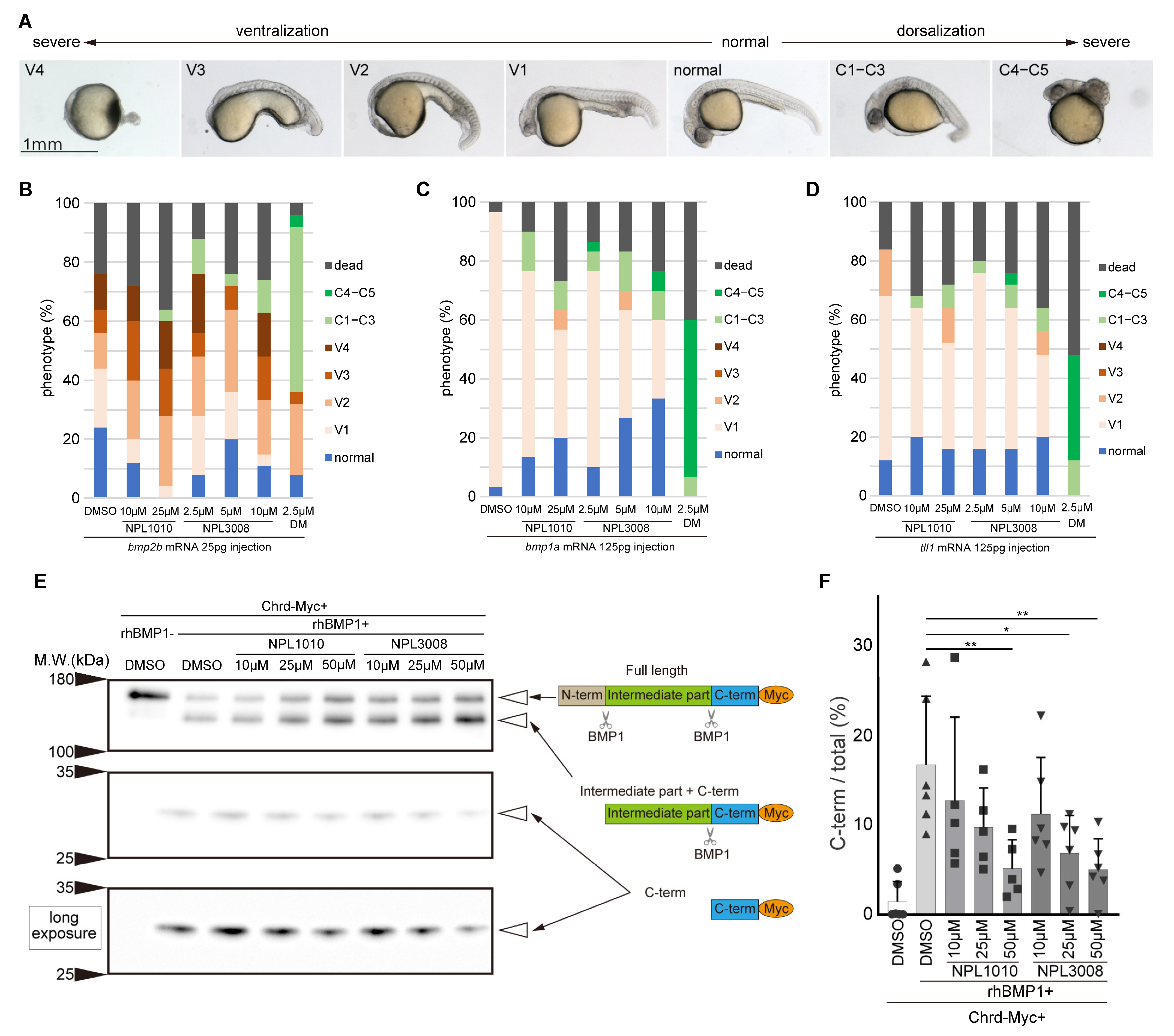 Ijms 24 04313 g005 Ijms 24 04313 g005
