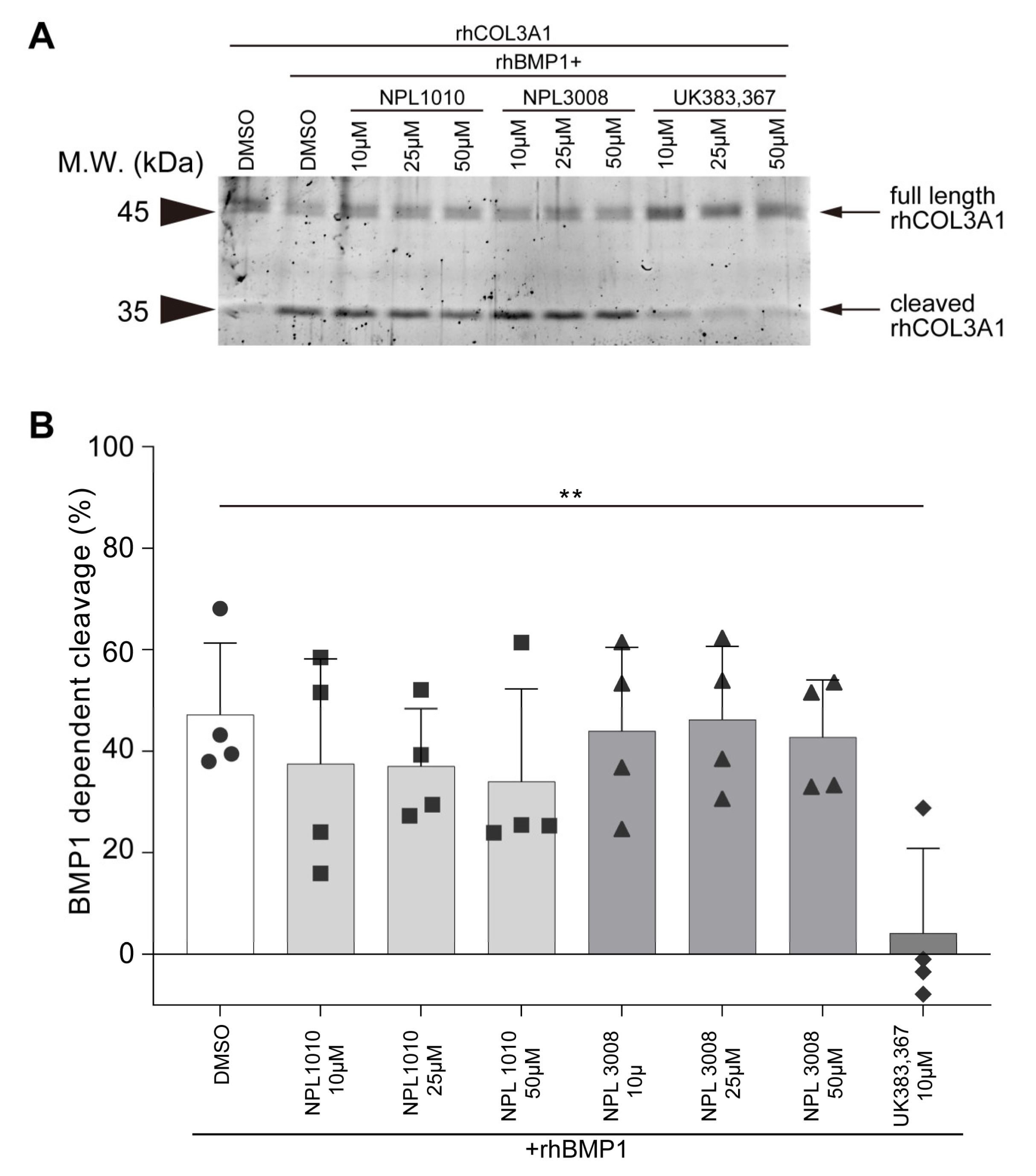Ijms 24 04313 g006 Ijms 24 04313 g006