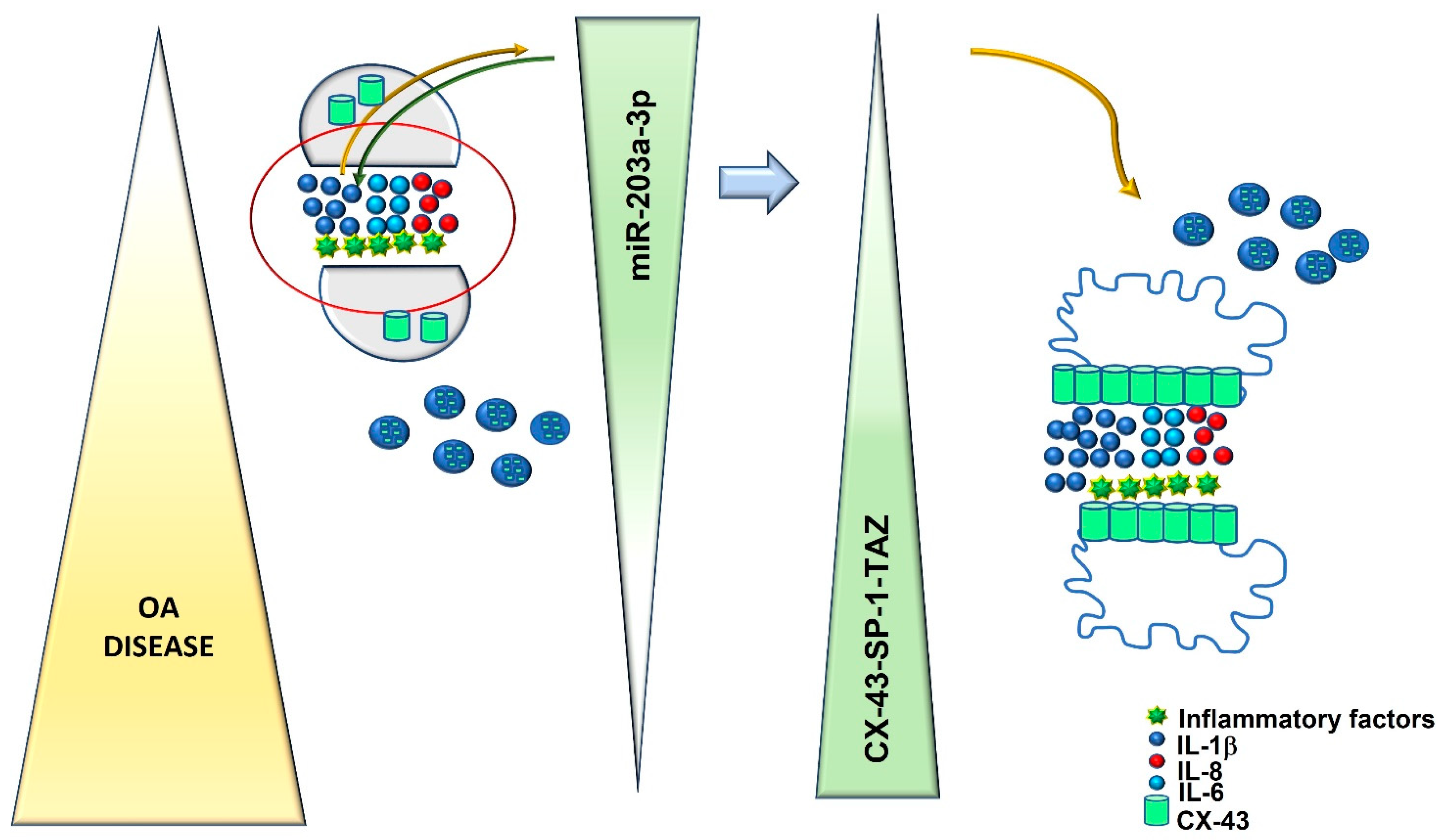 Ijms 24 04316 g009 Ijms 24 04316 g009