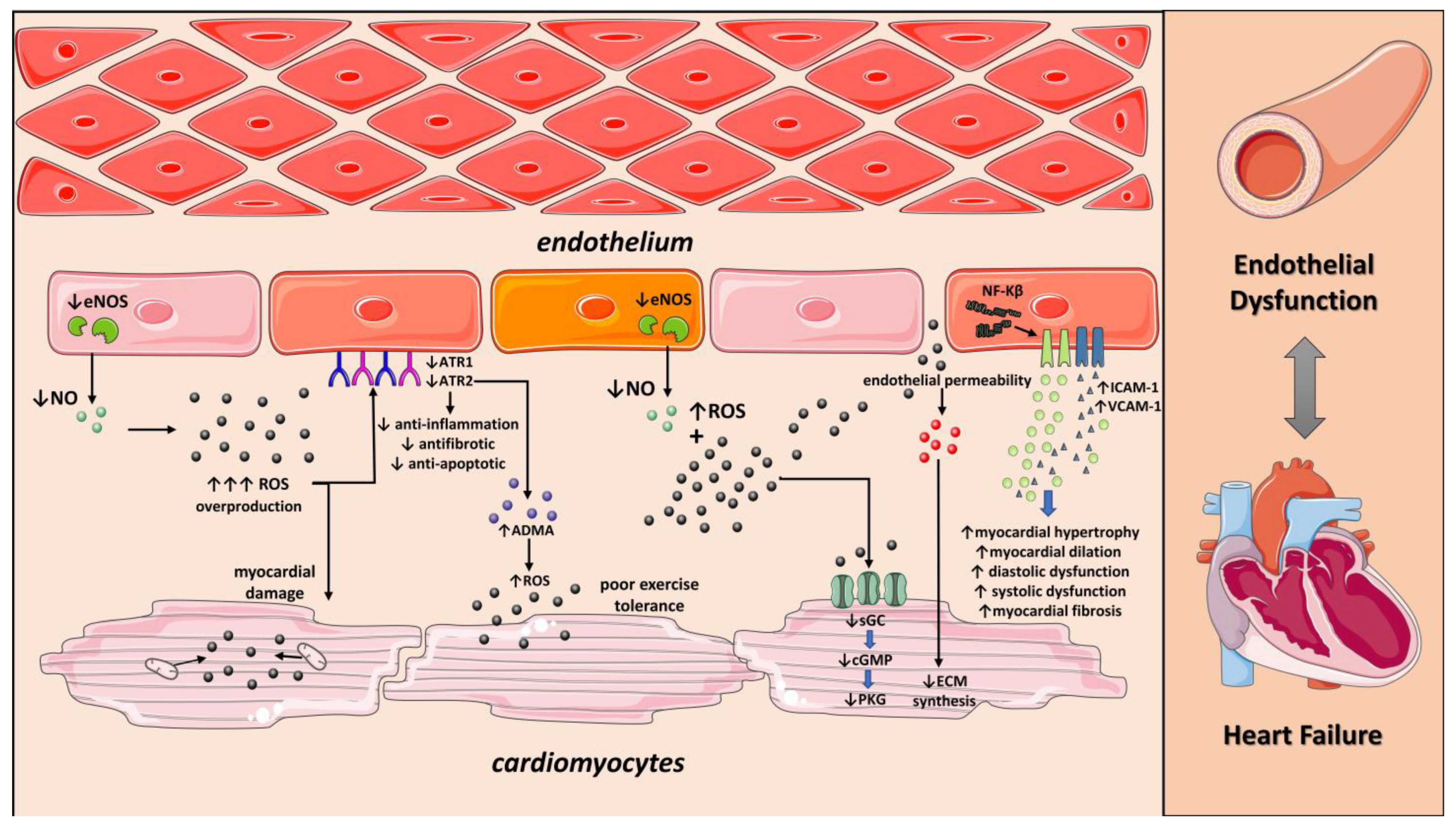 Supplementation with vitamin D and its analogs for treatment of endothelial  dysfunction and cardiovascular disease – ScienceOpen