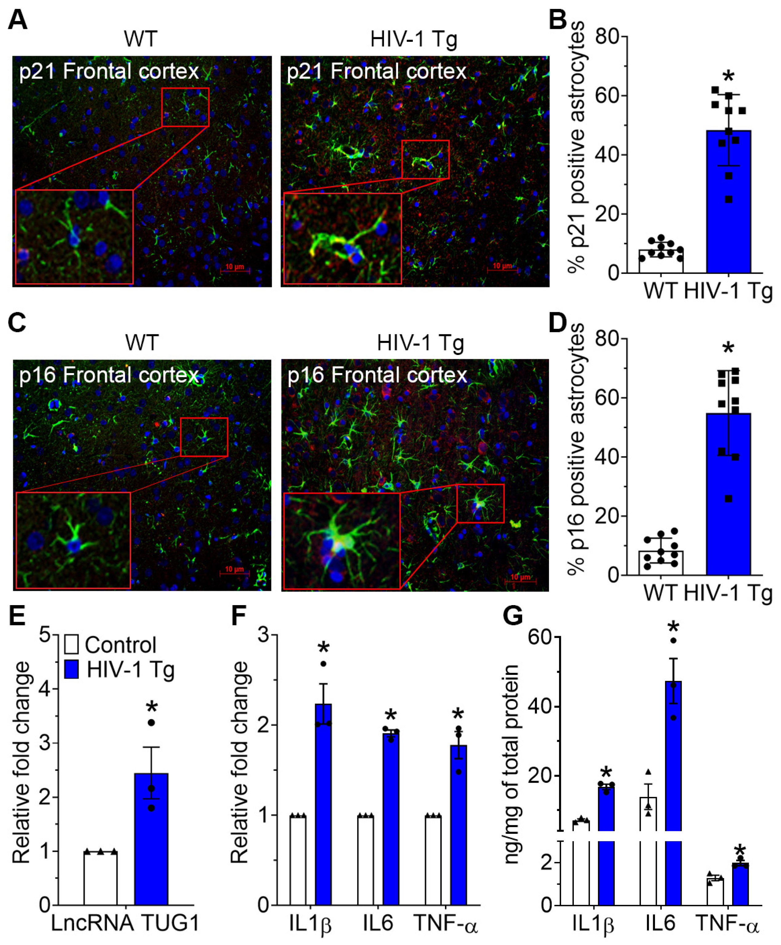 Ijms 24 04330 g004 Ijms 24 04330 g004