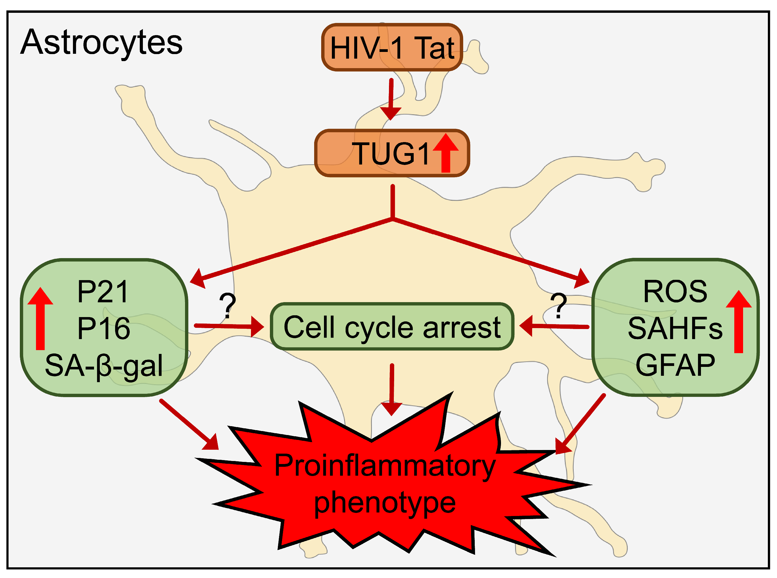 Ijms 24 04330 g005 Ijms 24 04330 g005