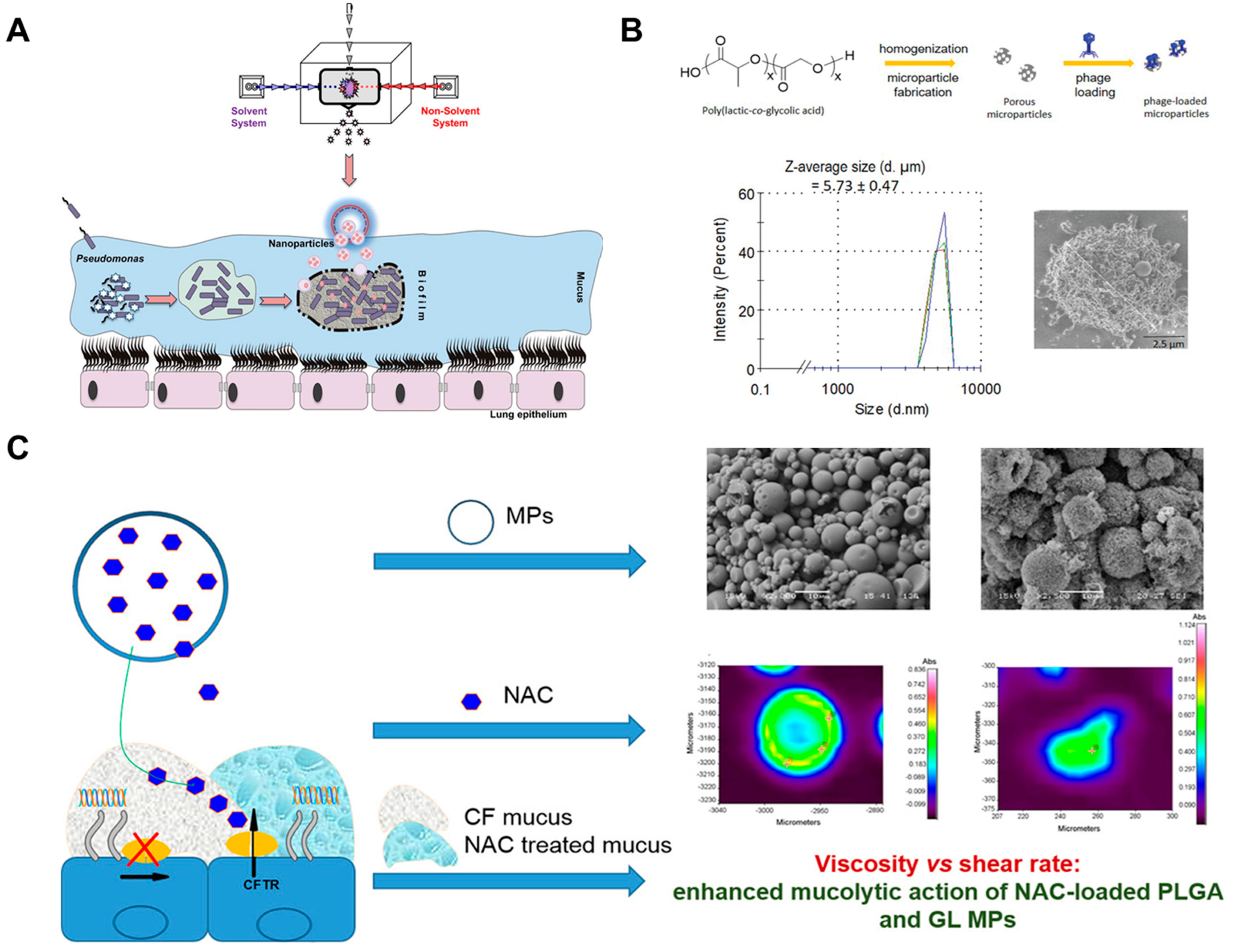 Ijms 24 04333 g004 Ijms 24 04333 g004