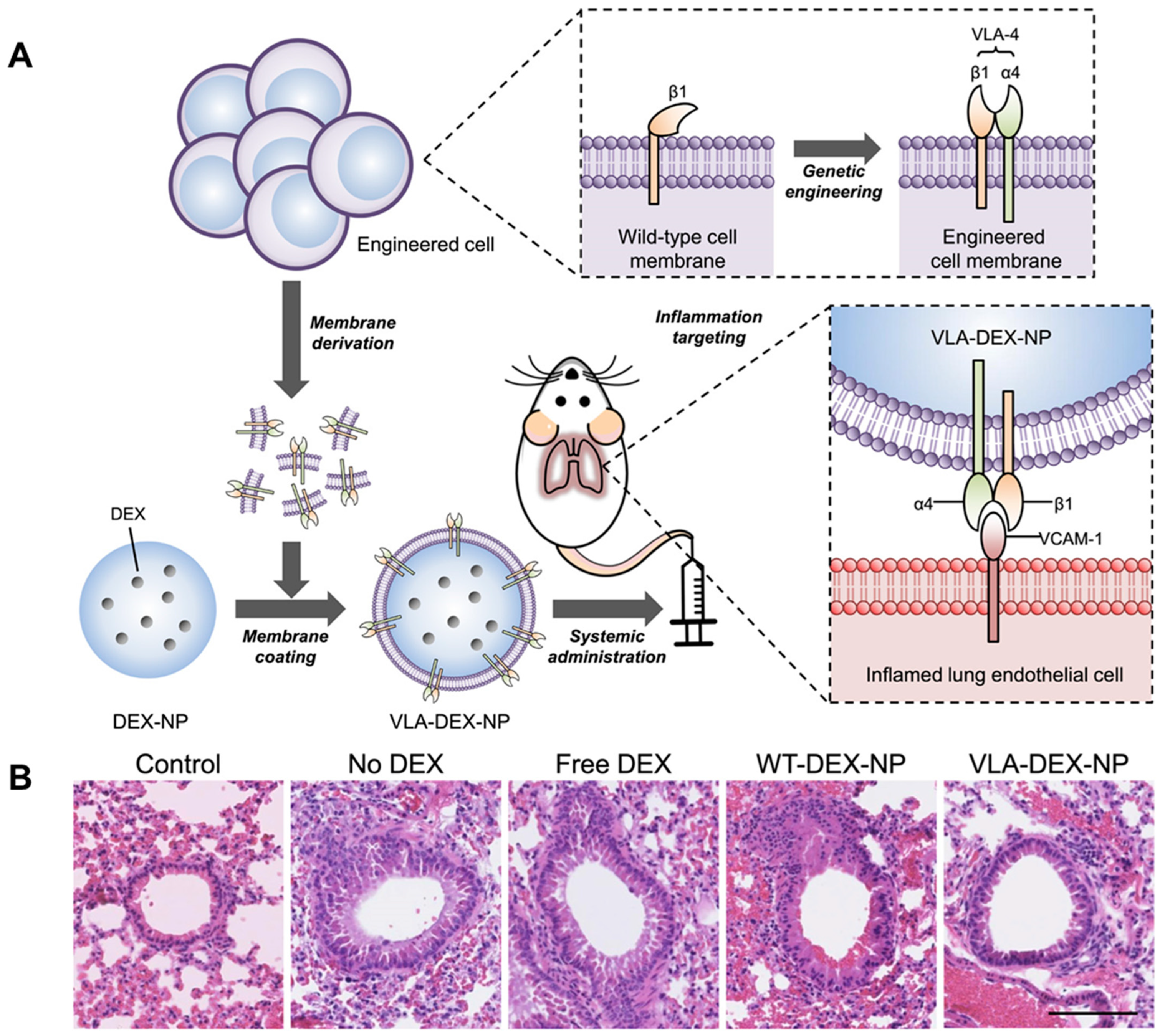 Ijms 24 04333 g005 Ijms 24 04333 g005