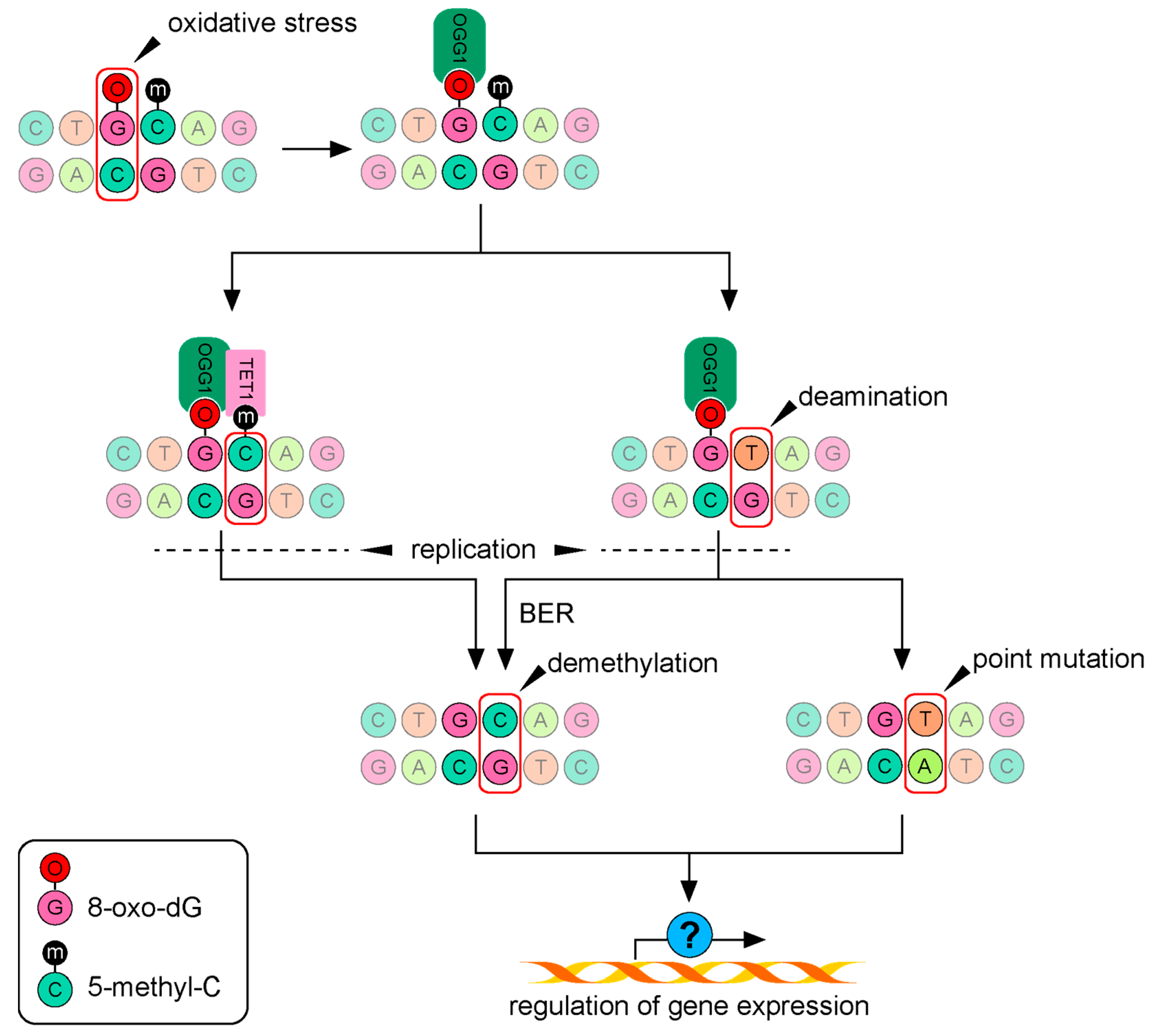 Ijms 24 04338 g002 Ijms 24 04338 g002