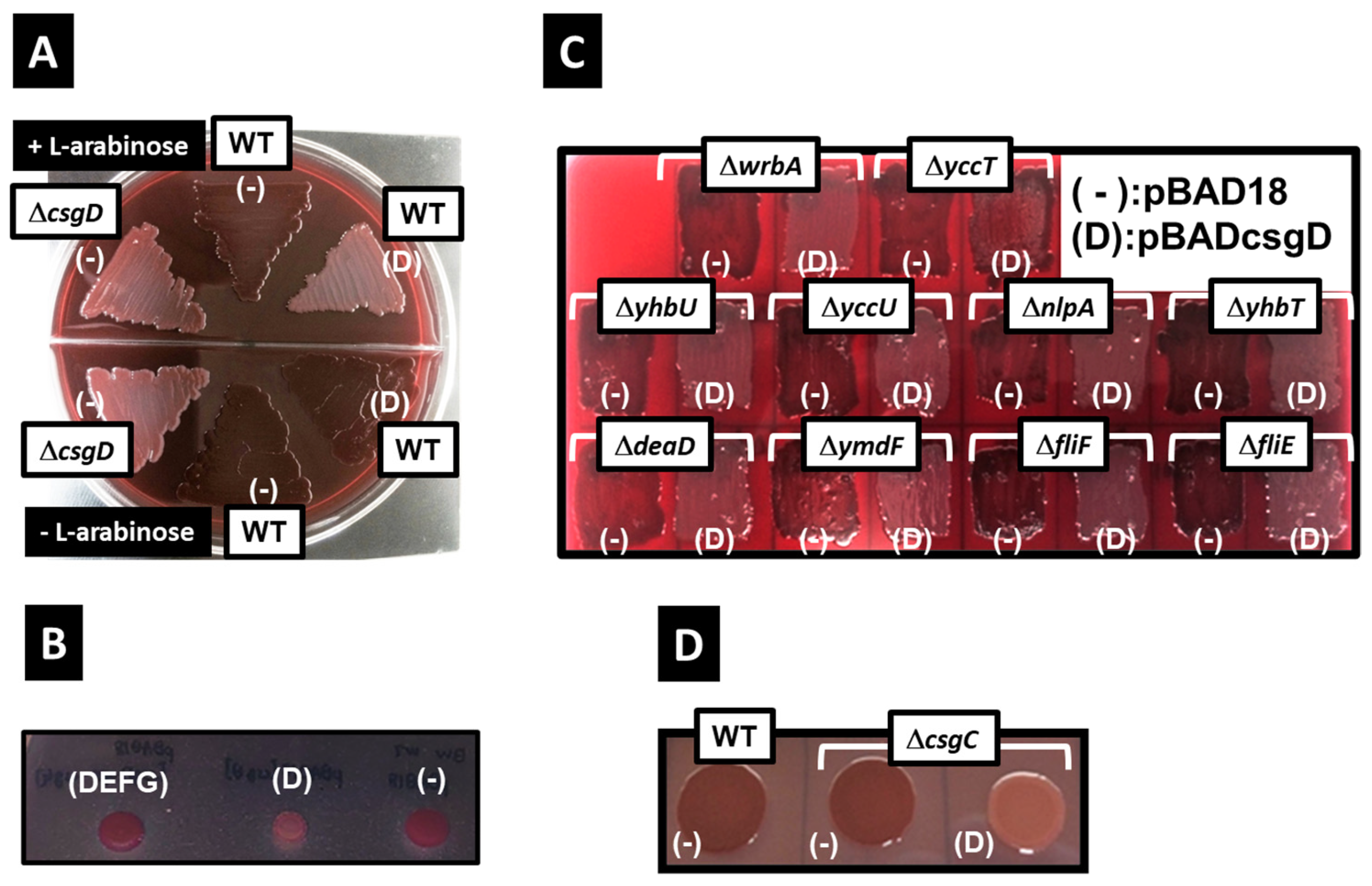 Ijms 24 04357 g001 Ijms 24 04357 g001