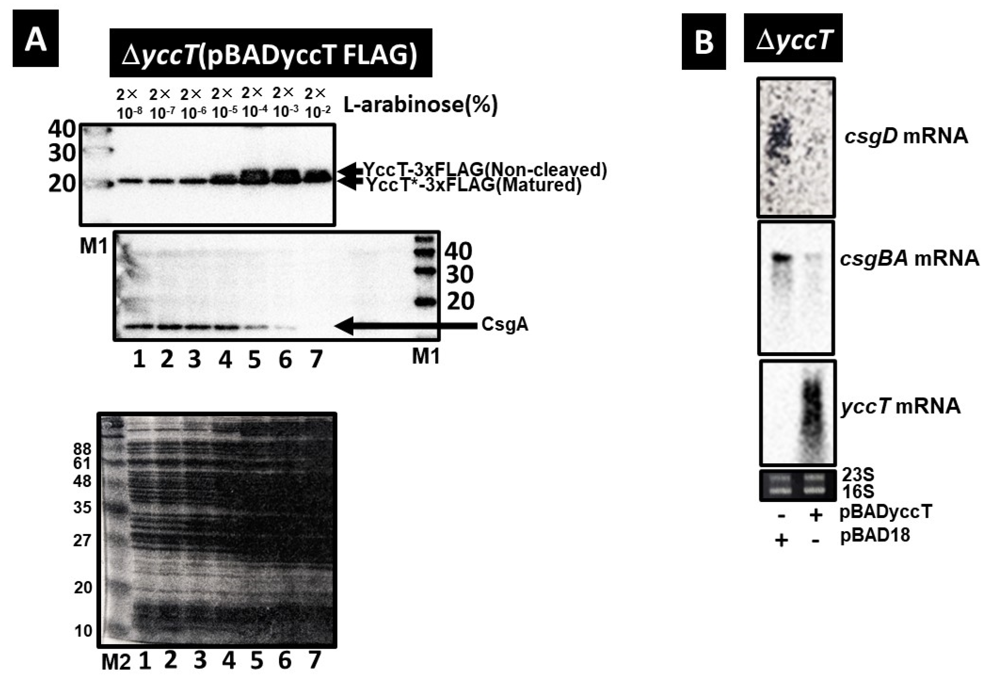 Ijms 24 04357 g005 Ijms 24 04357 g005