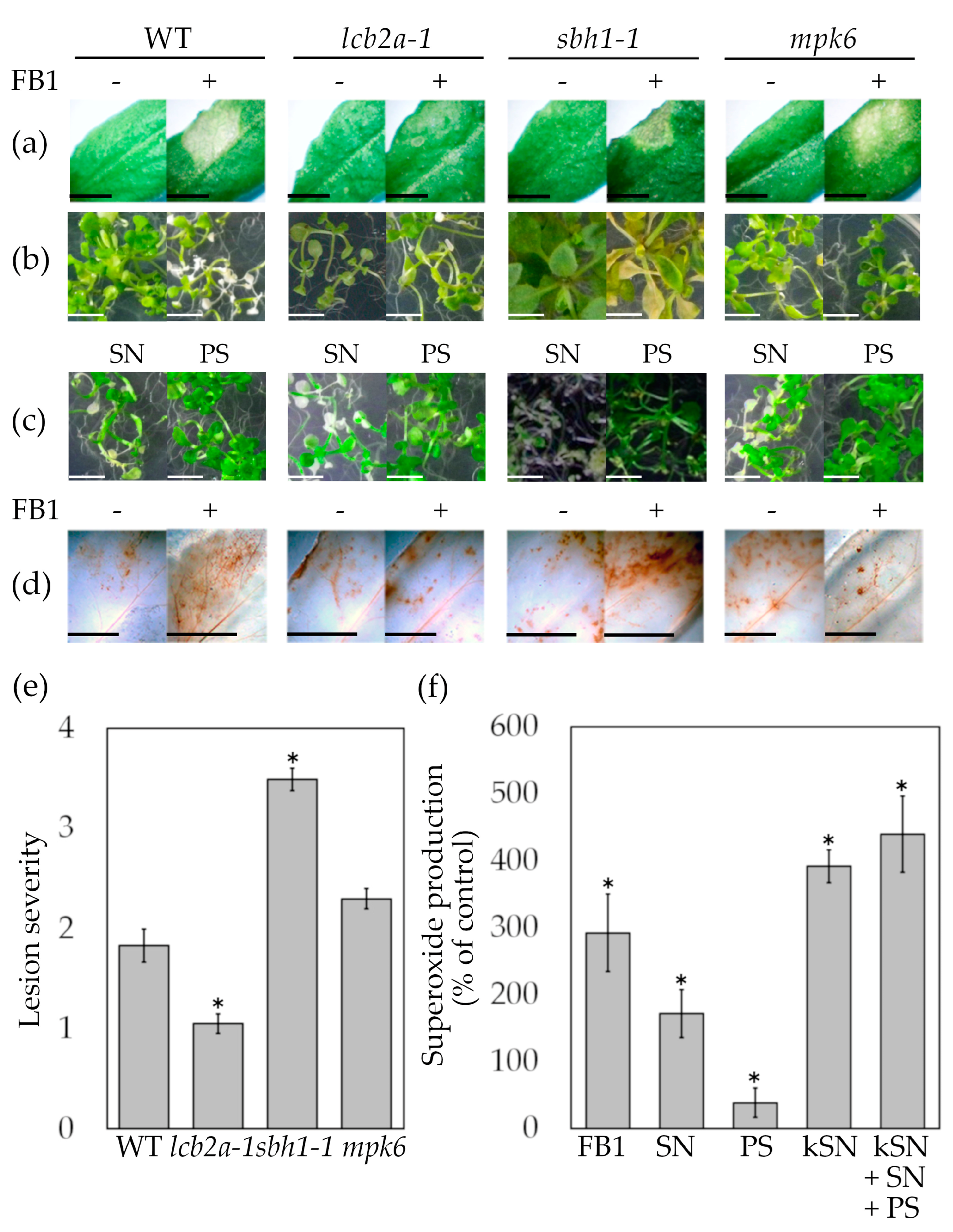 Ijms 24 04384 g001 Ijms 24 04384 g001