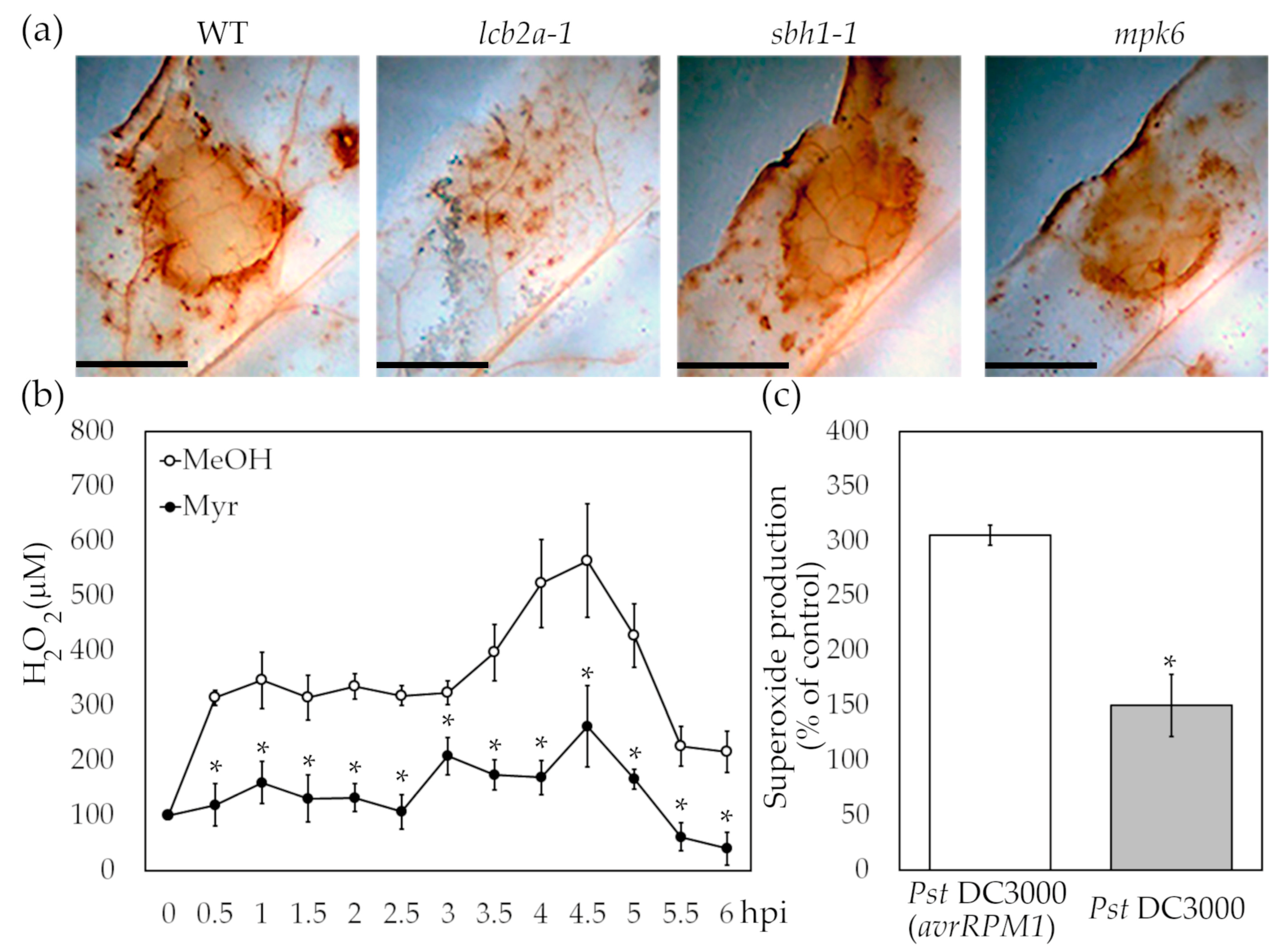 Ijms 24 04384 g003 Ijms 24 04384 g003