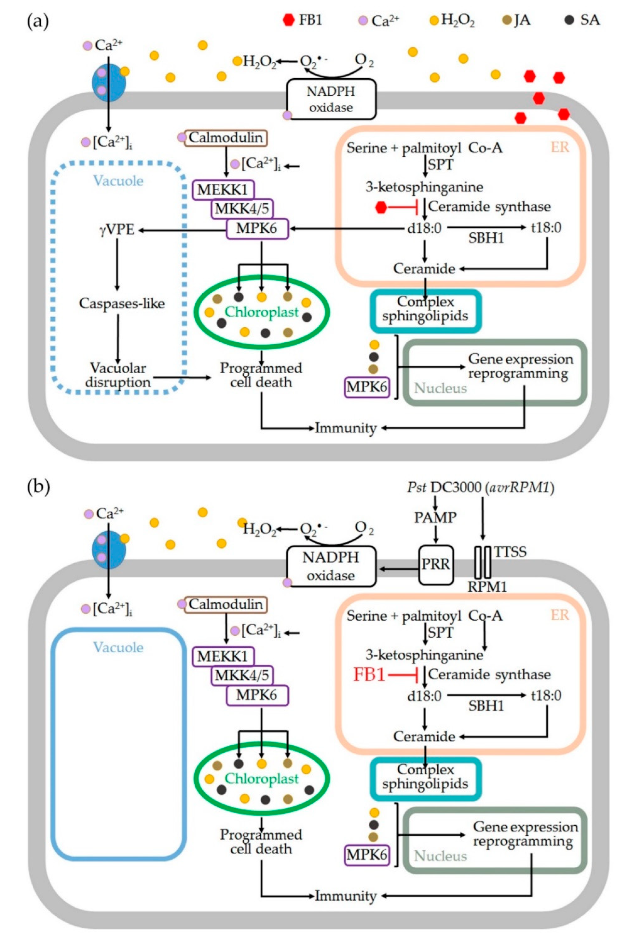 Ijms 24 04384 g004 Ijms 24 04384 g004