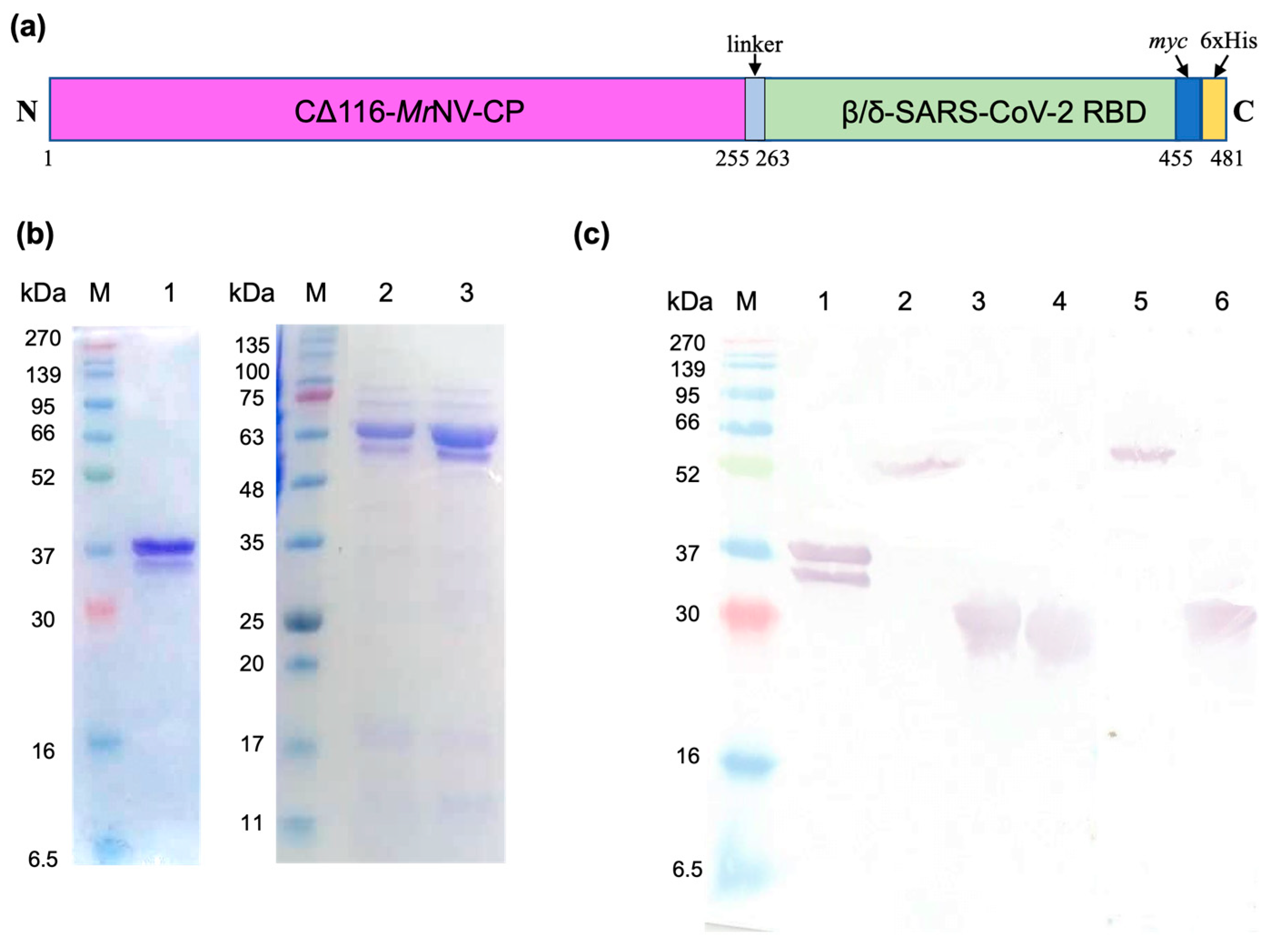 Ijms 24 04398 g001 Ijms 24 04398 g001